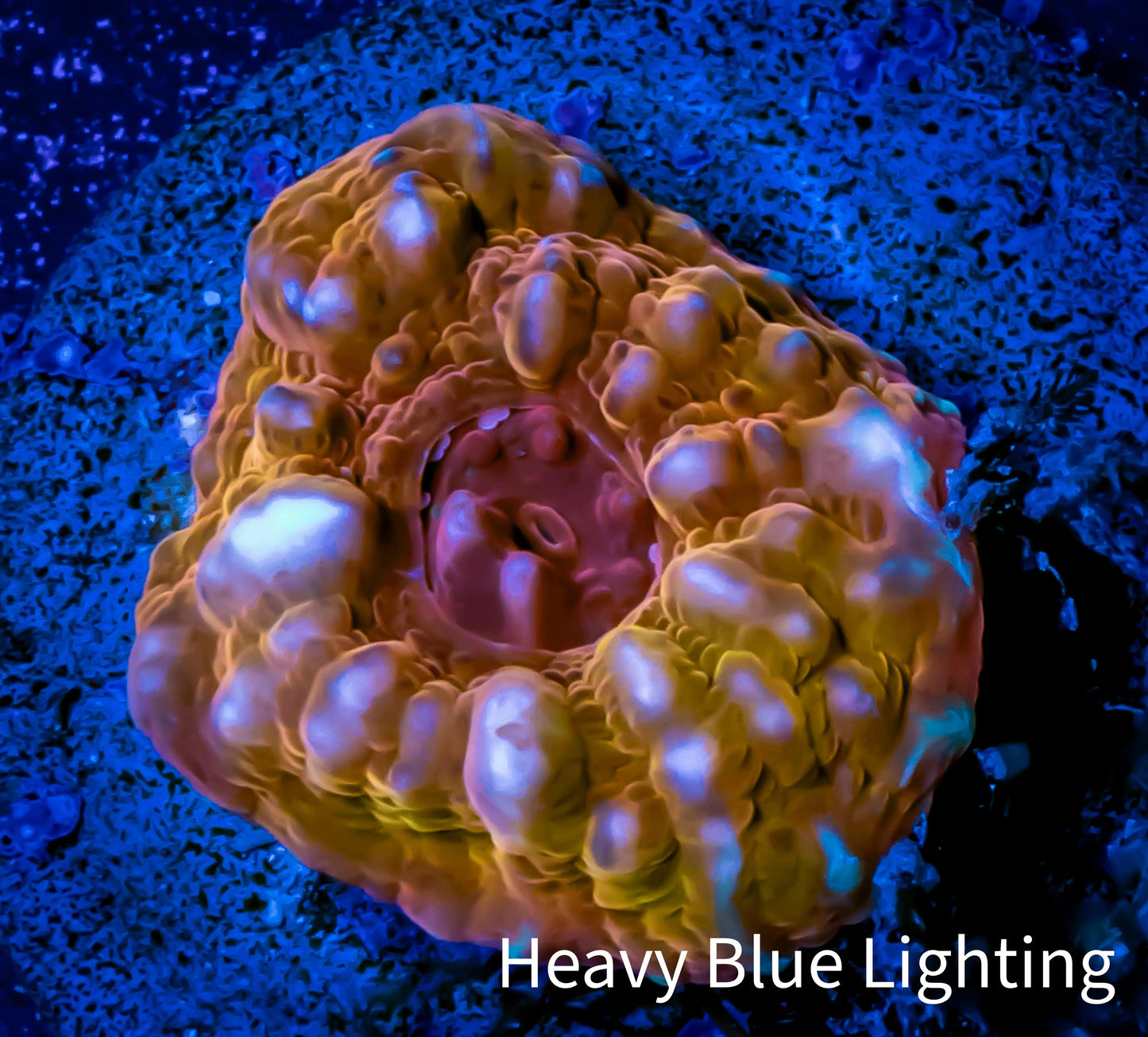 Ultra Chalice Coral- Frag WYSIWYG Ultra Chalice Coral- Frag WYSIWYG LPS Ultra Chalice Coral- Frag WYSIWYG Zeo Box Reef