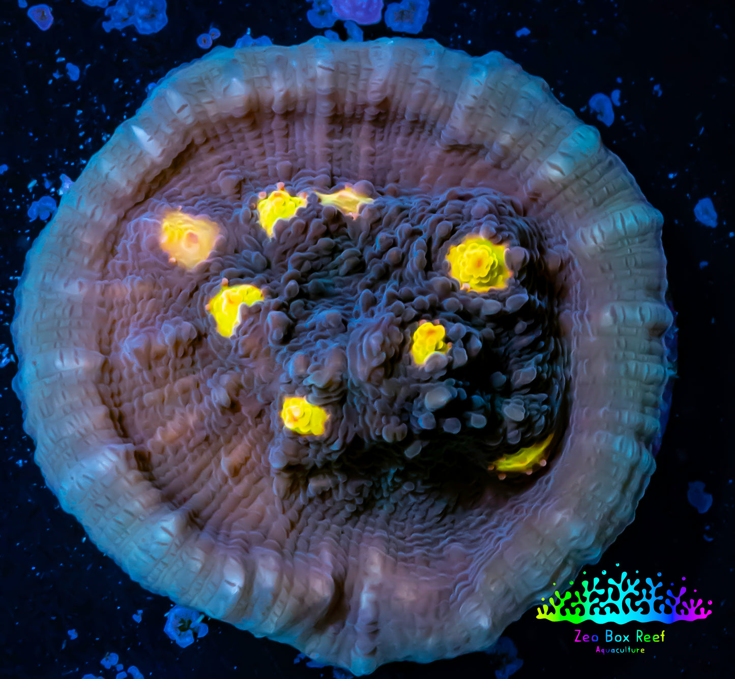 Ultra Chalice Coral- Frag WYSIWYG Ultra Chalice Coral- Frag WYSIWYG LPS Ultra Chalice Coral- Frag WYSIWYG Zeo Box Reef