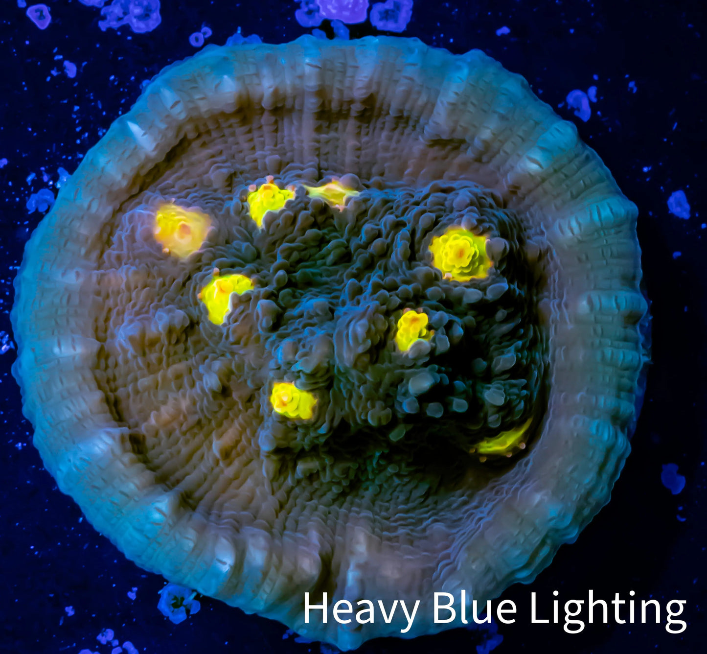Ultra Chalice Coral- Frag WYSIWYG Ultra Chalice Coral- Frag WYSIWYG LPS Ultra Chalice Coral- Frag WYSIWYG Zeo Box Reef