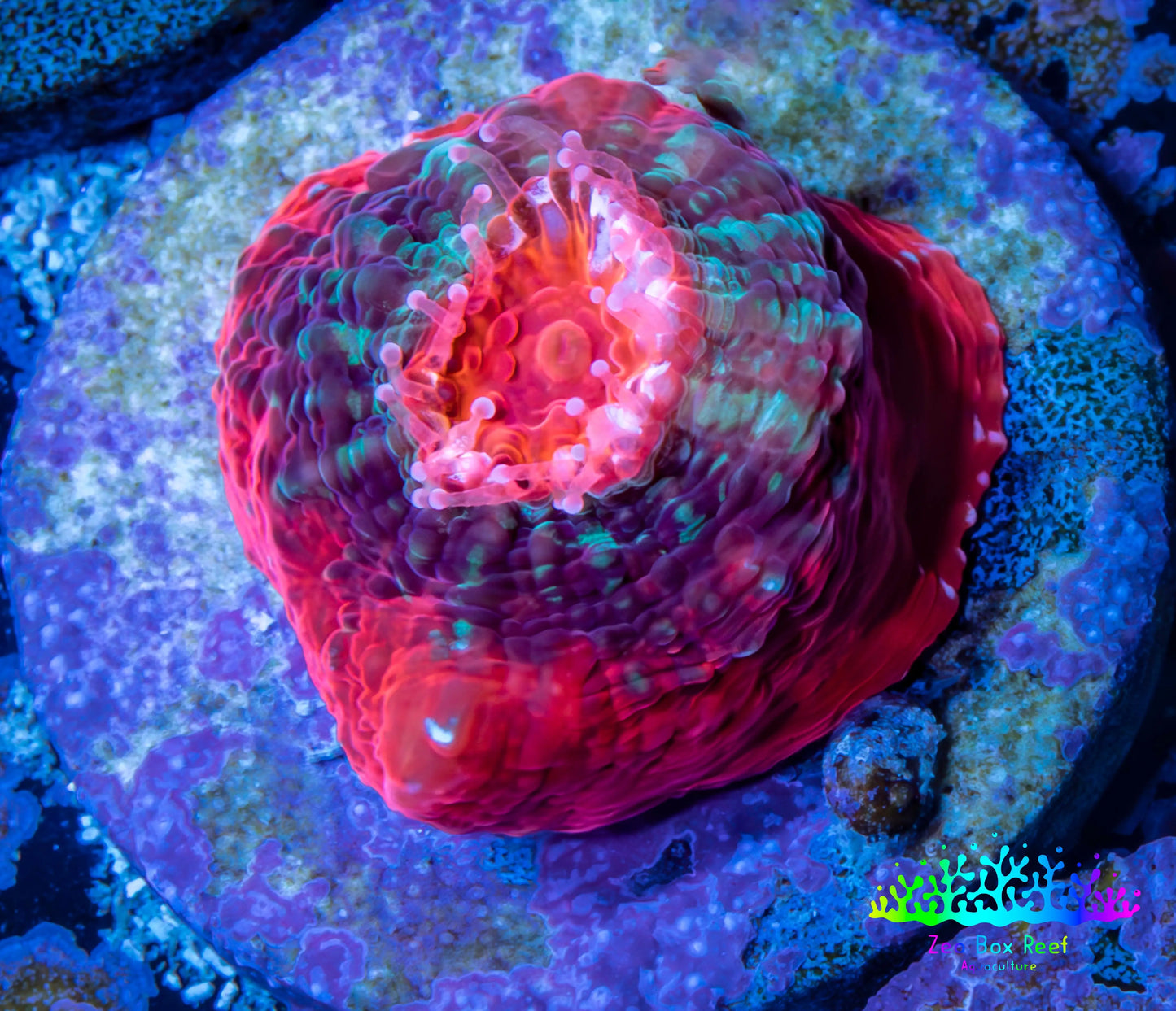 Ultra Chalice Coral- Frag WYSIWYG Ultra Chalice Coral- Frag WYSIWYG LPS Ultra Chalice Coral- Frag WYSIWYG Zeo Box Reef