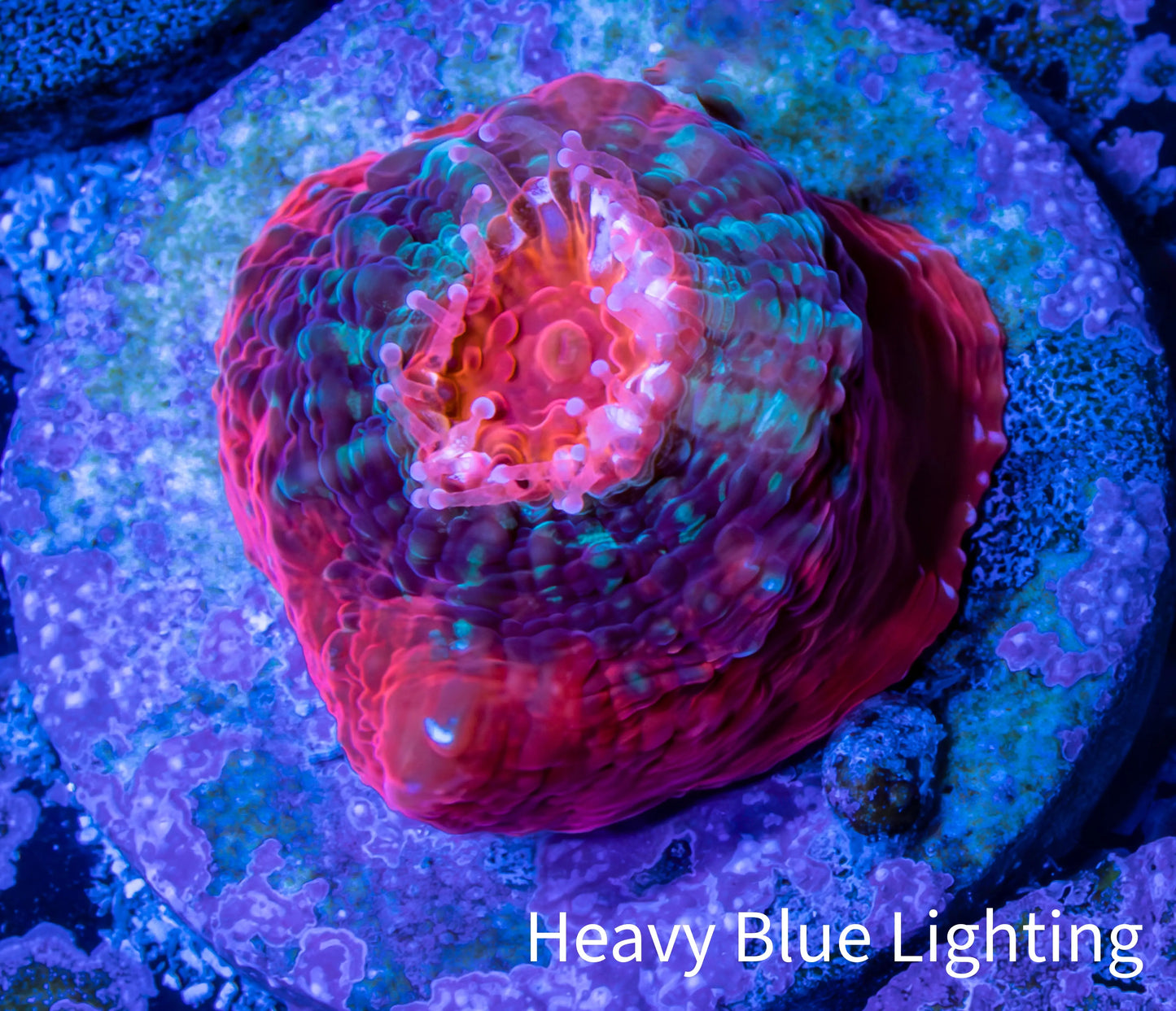 Ultra Chalice Coral- Frag WYSIWYG Ultra Chalice Coral- Frag WYSIWYG LPS Ultra Chalice Coral- Frag WYSIWYG Zeo Box Reef