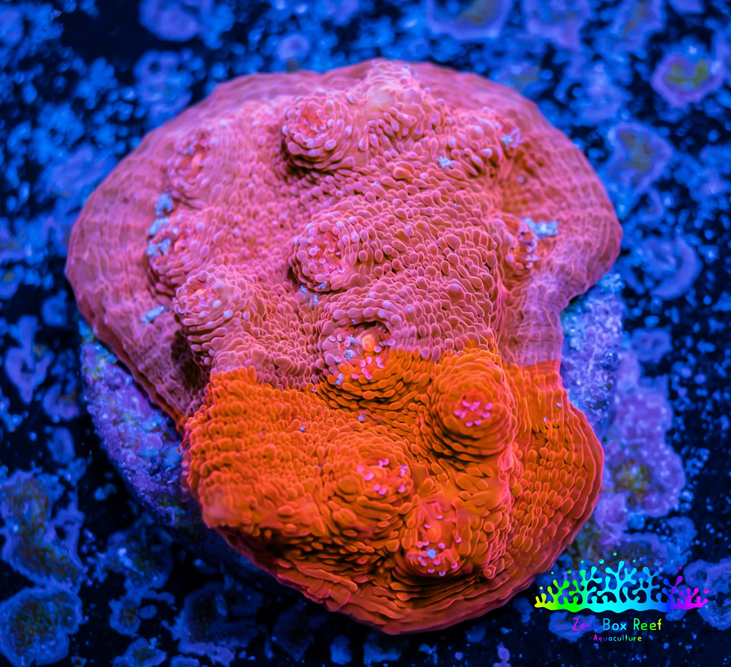 Ultra Chalice Coral- Frag WYSIWYG Ultra Chalice Coral- Frag WYSIWYG LPS Ultra Chalice Coral- Frag WYSIWYG Zeo Box Reef
