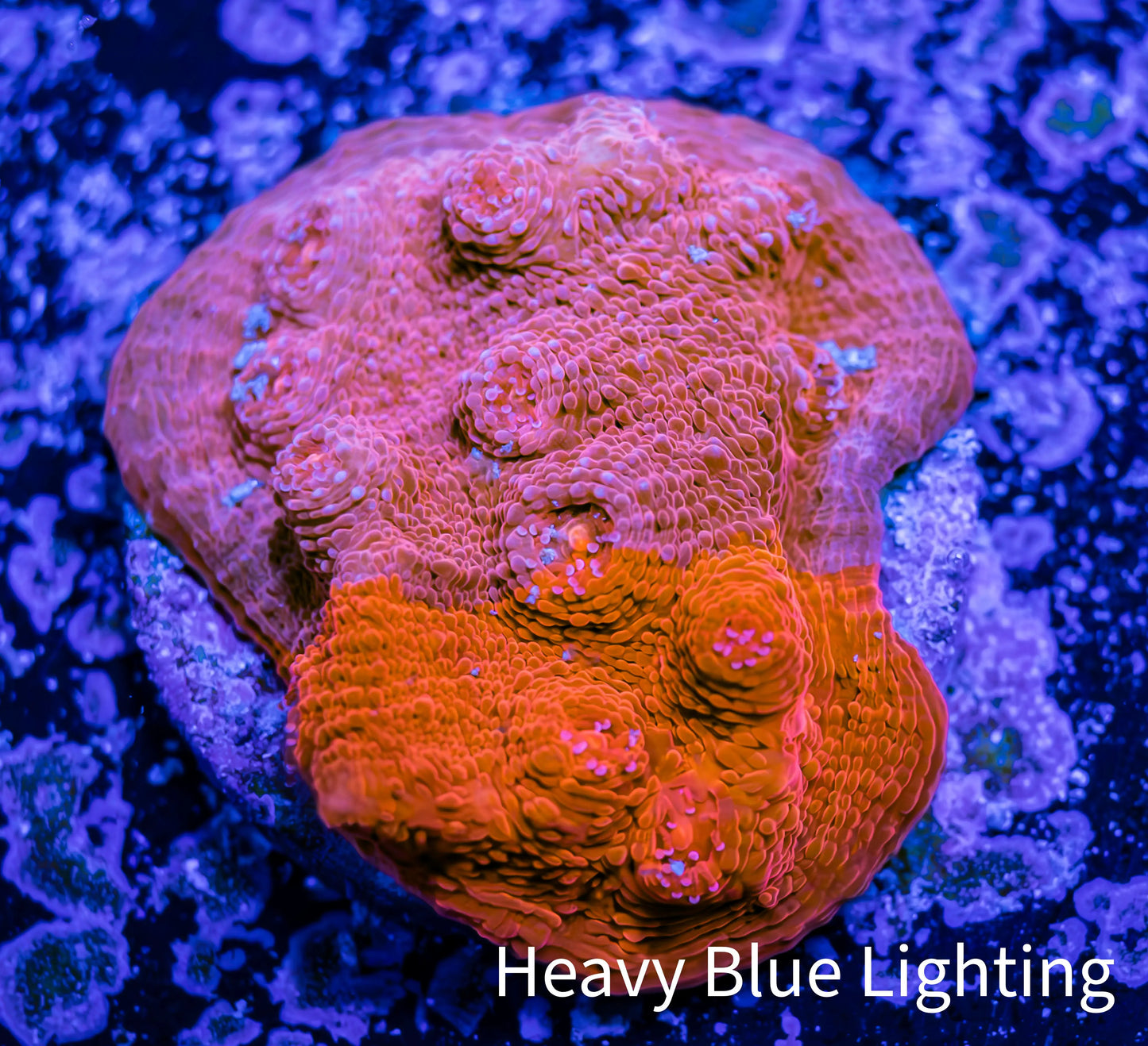 Ultra Chalice Coral- Frag WYSIWYG Ultra Chalice Coral- Frag WYSIWYG LPS Ultra Chalice Coral- Frag WYSIWYG Zeo Box Reef