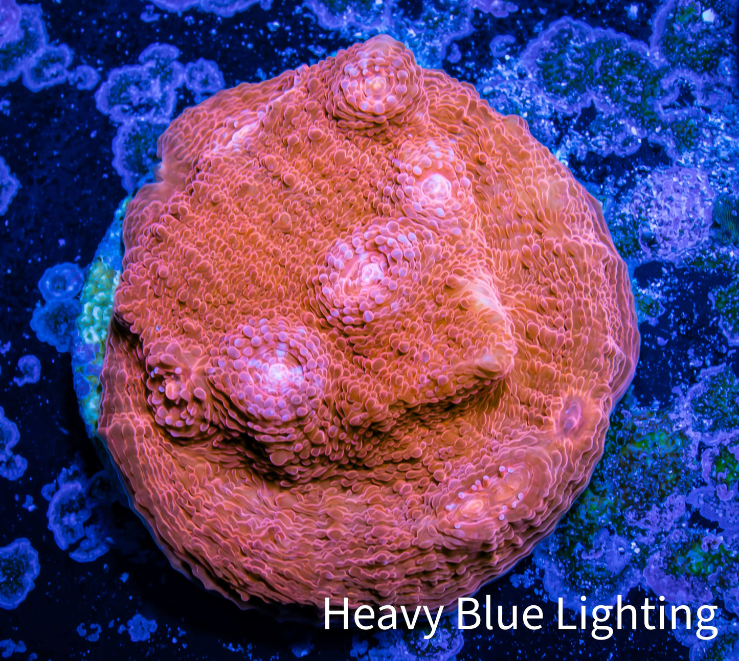 Ultra Chalice Coral- Frag WYSIWYG Ultra Chalice Coral- Frag WYSIWYG LPS Ultra Chalice Coral- Frag WYSIWYG Zeo Box Reef