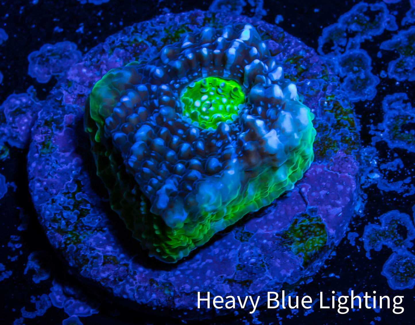 Ultra Chalice Coral- Frag WYSIWYG Ultra Chalice Coral- Frag WYSIWYG LPS Ultra Chalice Coral- Frag WYSIWYG Zeo Box Reef
