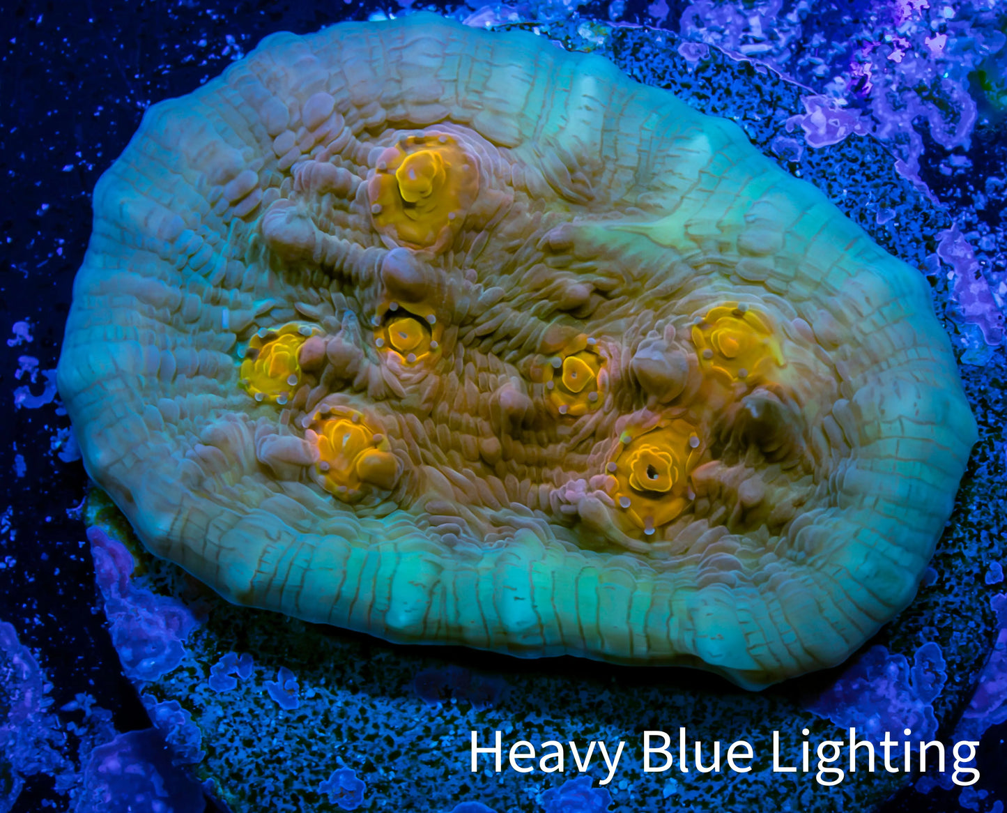 Ultra Chalice Coral- Frag WYSIWYG Ultra Chalice Coral- Frag WYSIWYG LPS Ultra Chalice Coral- Frag WYSIWYG Zeo Box Reef