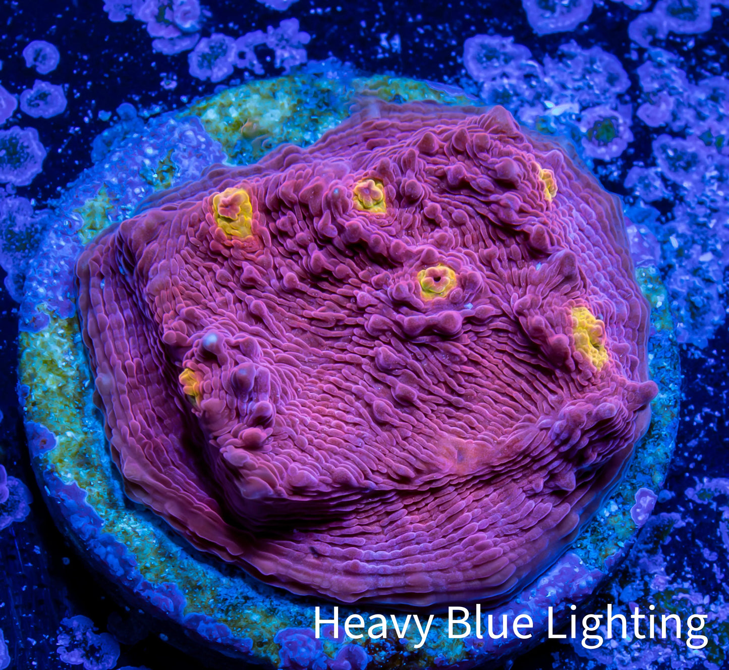 Ultra Chalice Coral- Frag WYSIWYG Ultra Chalice Coral- Frag WYSIWYG LPS Ultra Chalice Coral- Frag WYSIWYG Zeo Box Reef