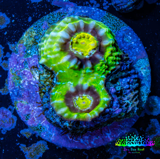 Ultra Chalice Coral-  Frag WYSIWYG Ultra Chalice Coral-  Frag WYSIWYG LPS Ultra Chalice Coral-  Frag WYSIWYG Zeo Box Reef