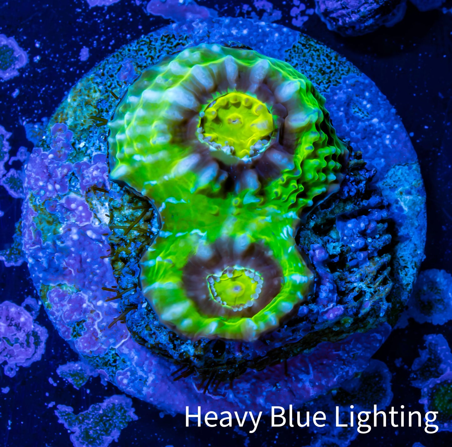 Ultra Chalice Coral- Frag WYSIWYG Ultra Chalice Coral- Frag WYSIWYG LPS Ultra Chalice Coral- Frag WYSIWYG Zeo Box Reef