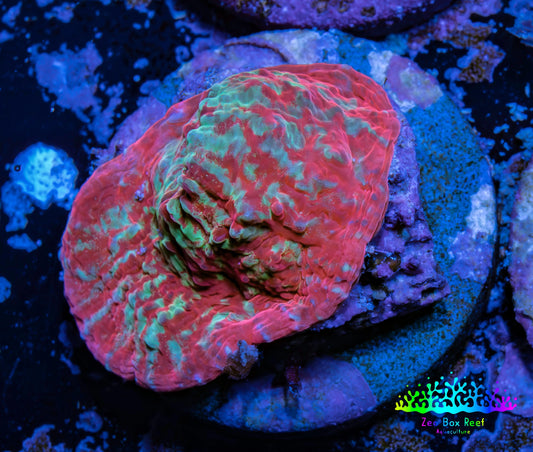 Ultra Chalice Coral-  Frag WYSIWYG Ultra Chalice Coral-  Frag WYSIWYG LPS Ultra Chalice Coral-  Frag WYSIWYG Zeo Box Reef