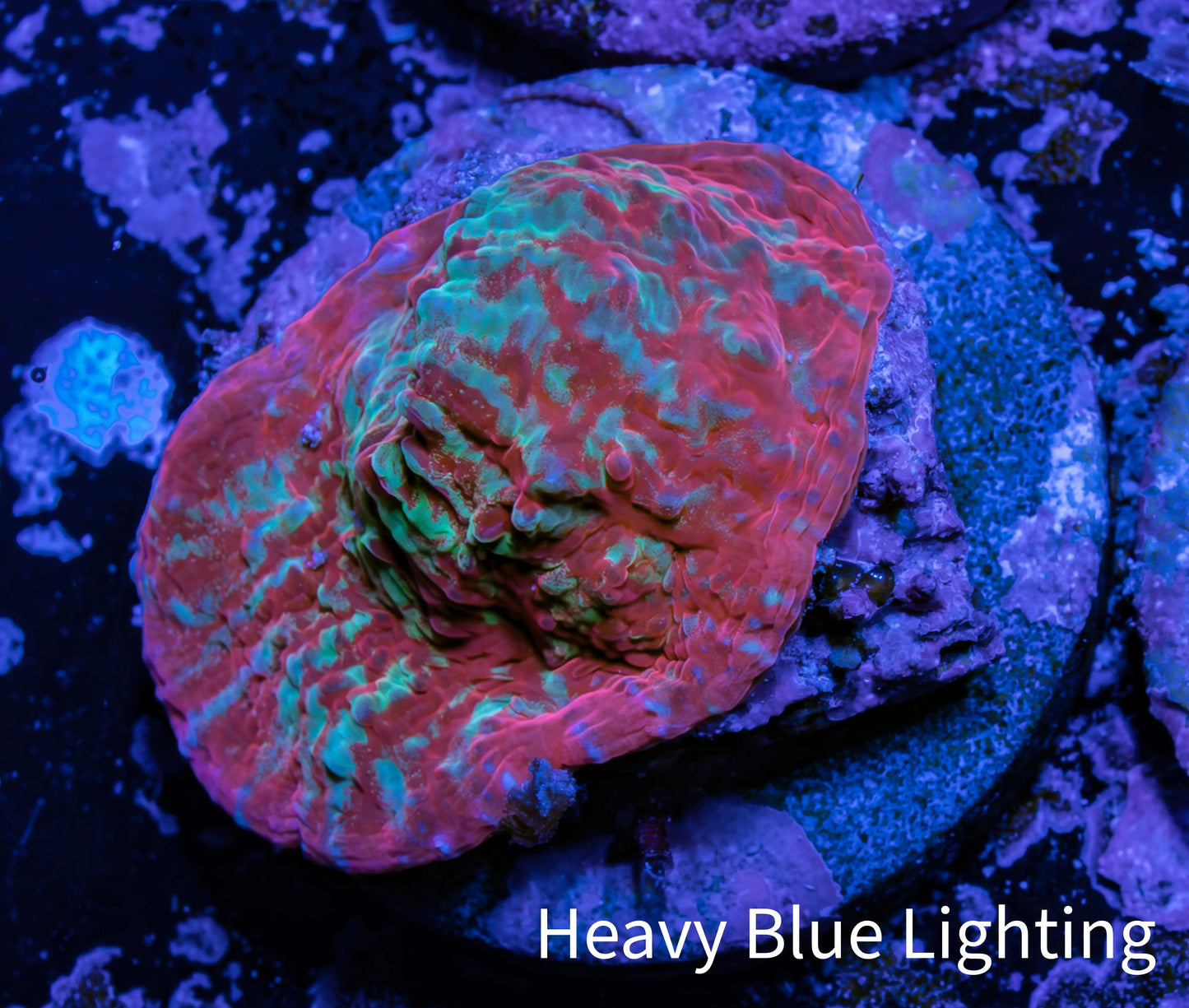Ultra Chalice Coral- Frag WYSIWYG Ultra Chalice Coral- Frag WYSIWYG LPS Ultra Chalice Coral- Frag WYSIWYG Zeo Box Reef
