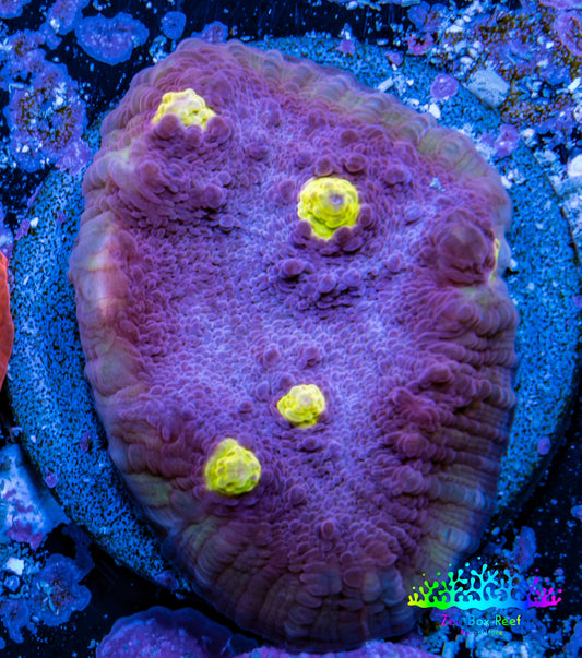 Ultra Chalice Coral-  Frag WYSIWYG Ultra Chalice Coral-  Frag WYSIWYG LPS Ultra Chalice Coral-  Frag WYSIWYG Zeo Box Reef