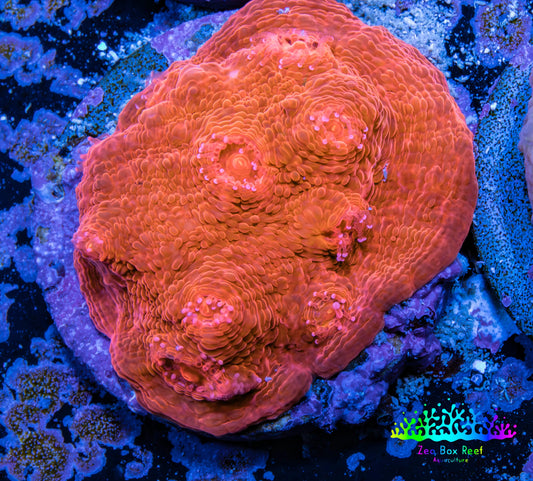 Ultra Chalice Coral-  Frag WYSIWYG Ultra Chalice Coral-  Frag WYSIWYG LPS Ultra Chalice Coral-  Frag WYSIWYG Zeo Box Reef