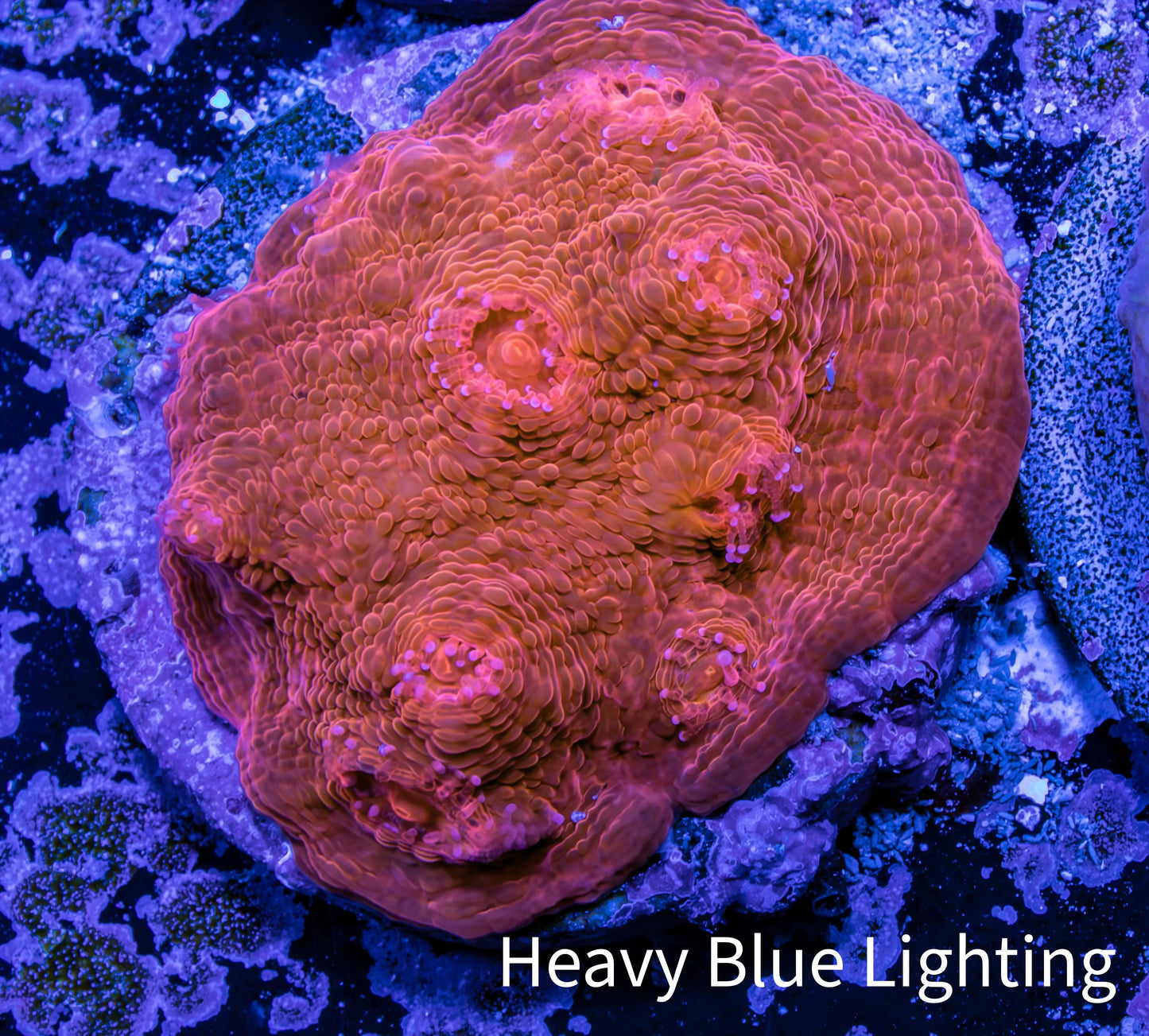 Ultra Chalice Coral- Frag WYSIWYG Ultra Chalice Coral- Frag WYSIWYG LPS Ultra Chalice Coral- Frag WYSIWYG Zeo Box Reef
