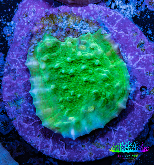 Ultra Chalice Coral-  Frag WYSIWYG Ultra Chalice Coral-  Frag WYSIWYG LPS Ultra Chalice Coral-  Frag WYSIWYG Zeo Box Reef