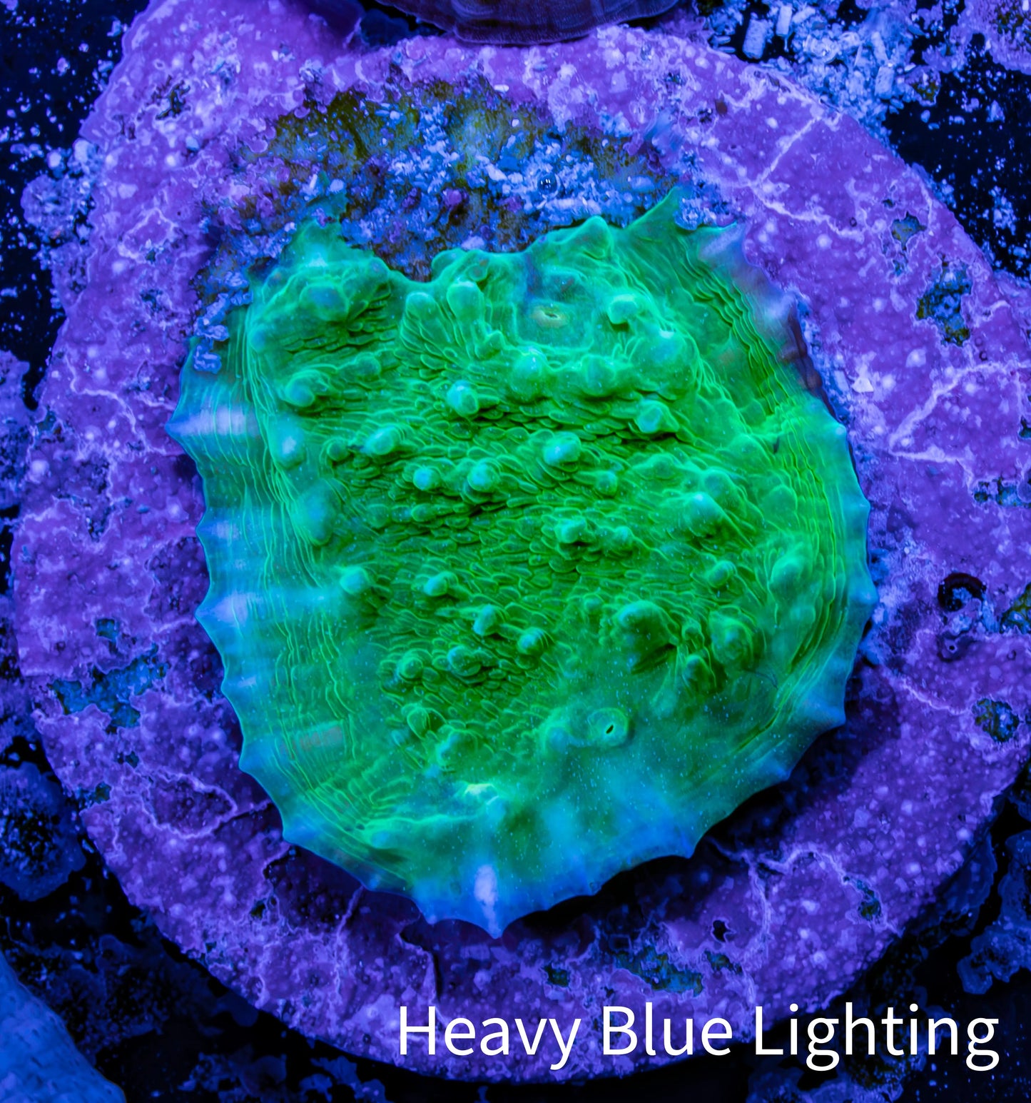 Ultra Chalice Coral- Frag WYSIWYG Ultra Chalice Coral- Frag WYSIWYG LPS Ultra Chalice Coral- Frag WYSIWYG Zeo Box Reef