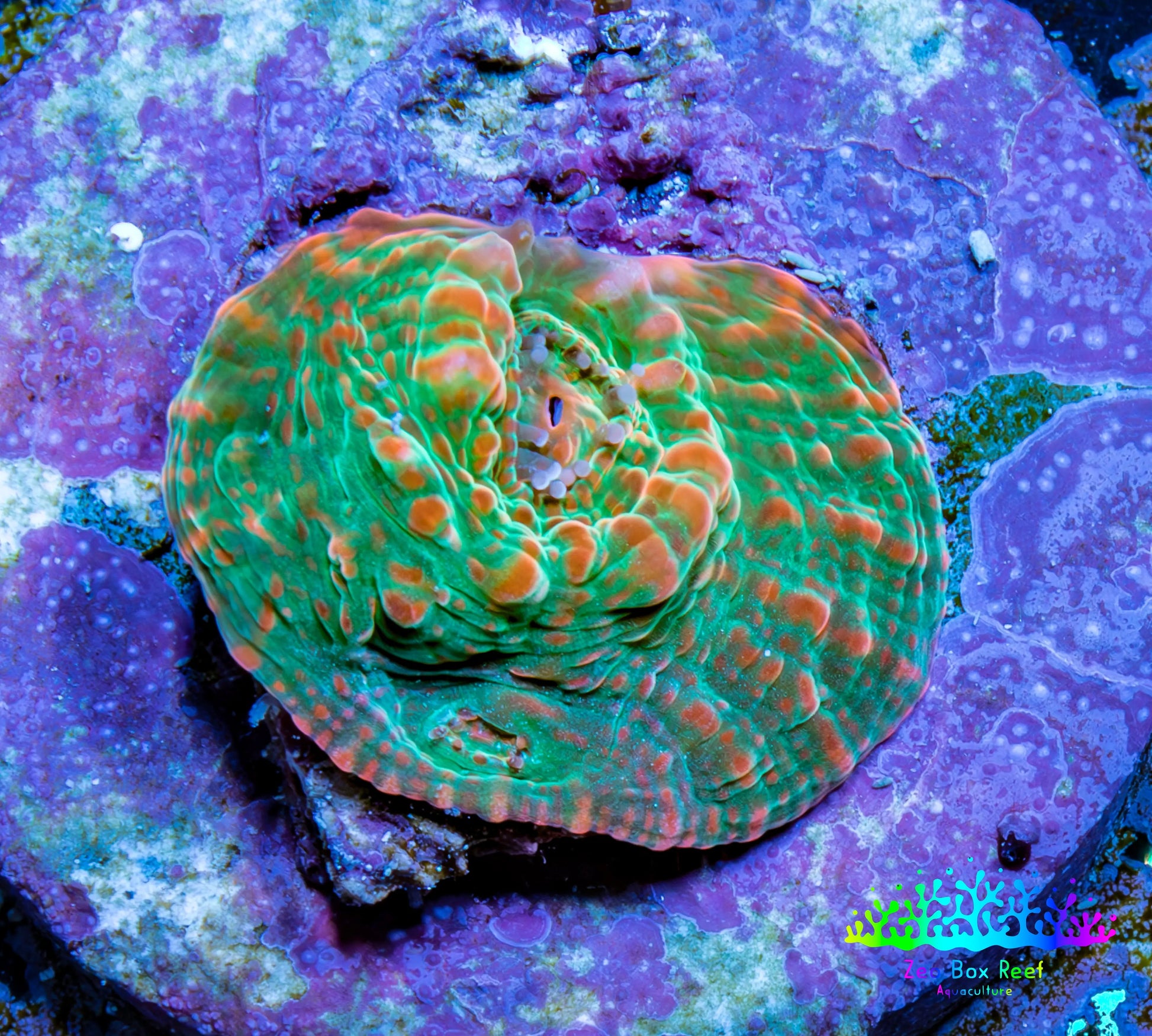 Ultra Chalice Coral-  Frag WYSIWYG Ultra Chalice Coral-  Frag WYSIWYG LPS Ultra Chalice Coral-  Frag WYSIWYG Zeo Box Reef