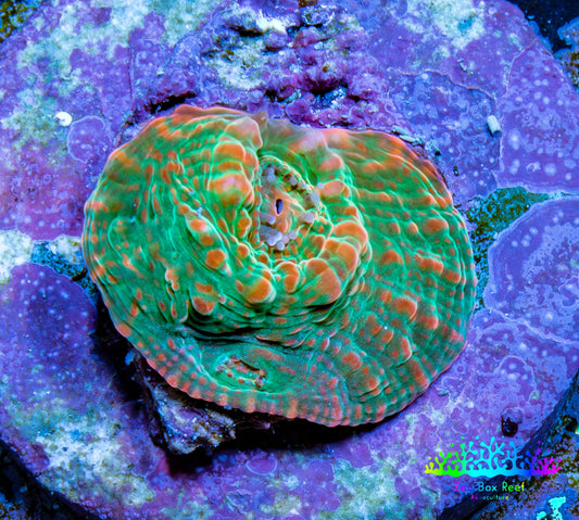 Ultra Chalice Coral-  Frag WYSIWYG Ultra Chalice Coral-  Frag WYSIWYG LPS Ultra Chalice Coral-  Frag WYSIWYG Zeo Box Reef