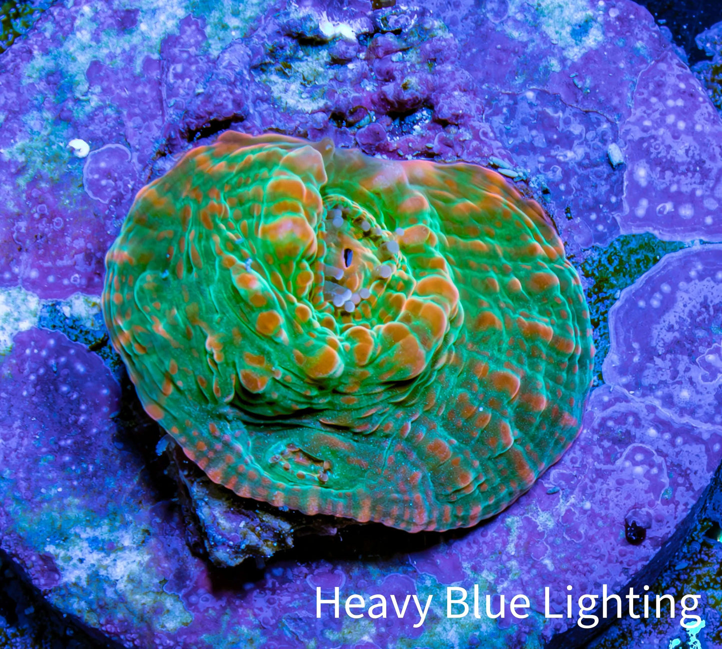Ultra Chalice Coral- Frag WYSIWYG Ultra Chalice Coral- Frag WYSIWYG LPS Ultra Chalice Coral- Frag WYSIWYG Zeo Box Reef