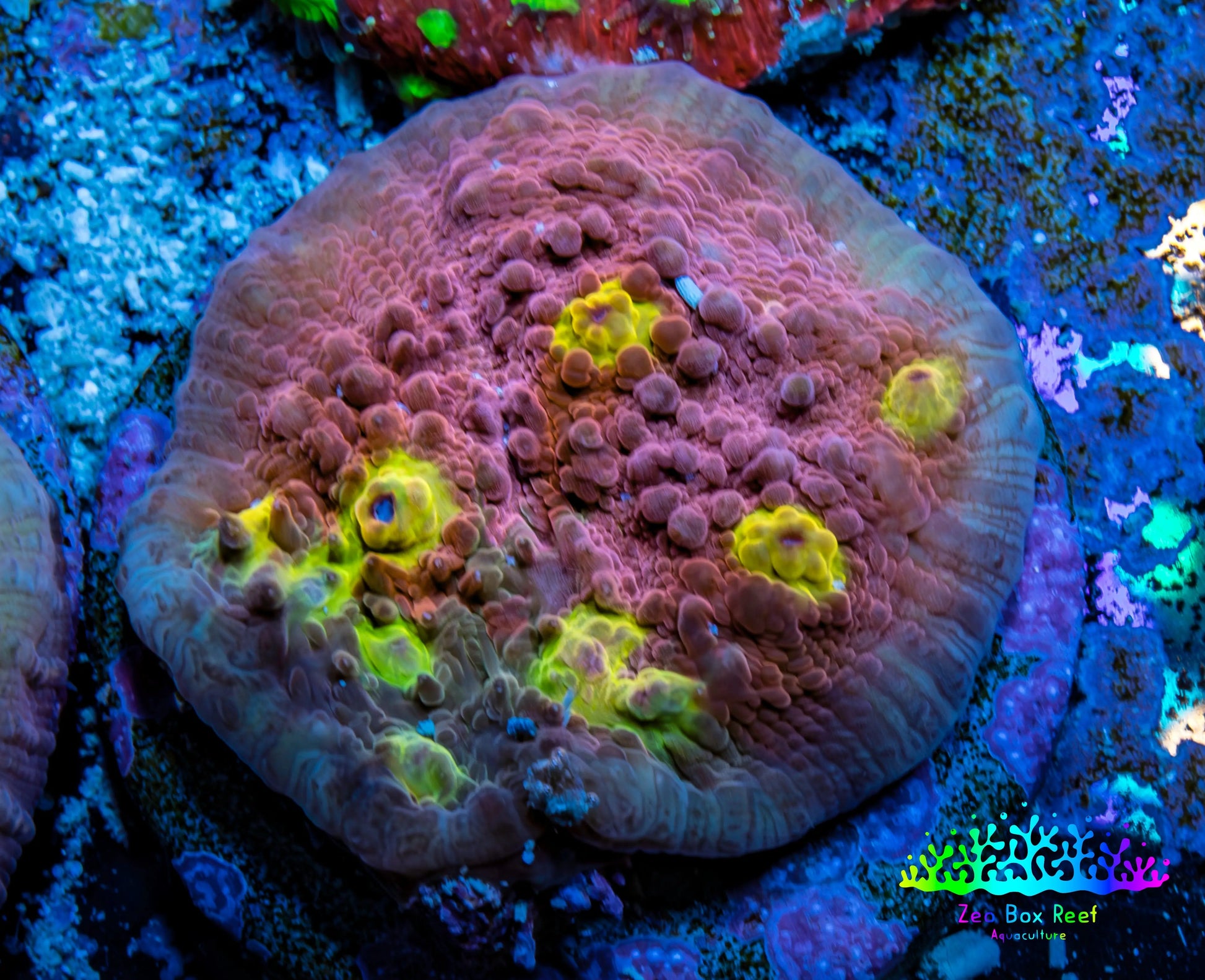 Ultra Chalice Coral-  Frag WYSIWYG Ultra Chalice Coral-  Frag WYSIWYG LPS Ultra Chalice Coral-  Frag WYSIWYG Zeo Box Reef