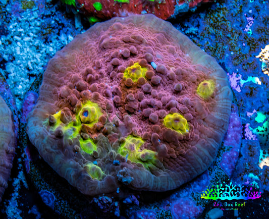 Ultra Chalice Coral-  Frag WYSIWYG Ultra Chalice Coral-  Frag WYSIWYG LPS Ultra Chalice Coral-  Frag WYSIWYG Zeo Box Reef