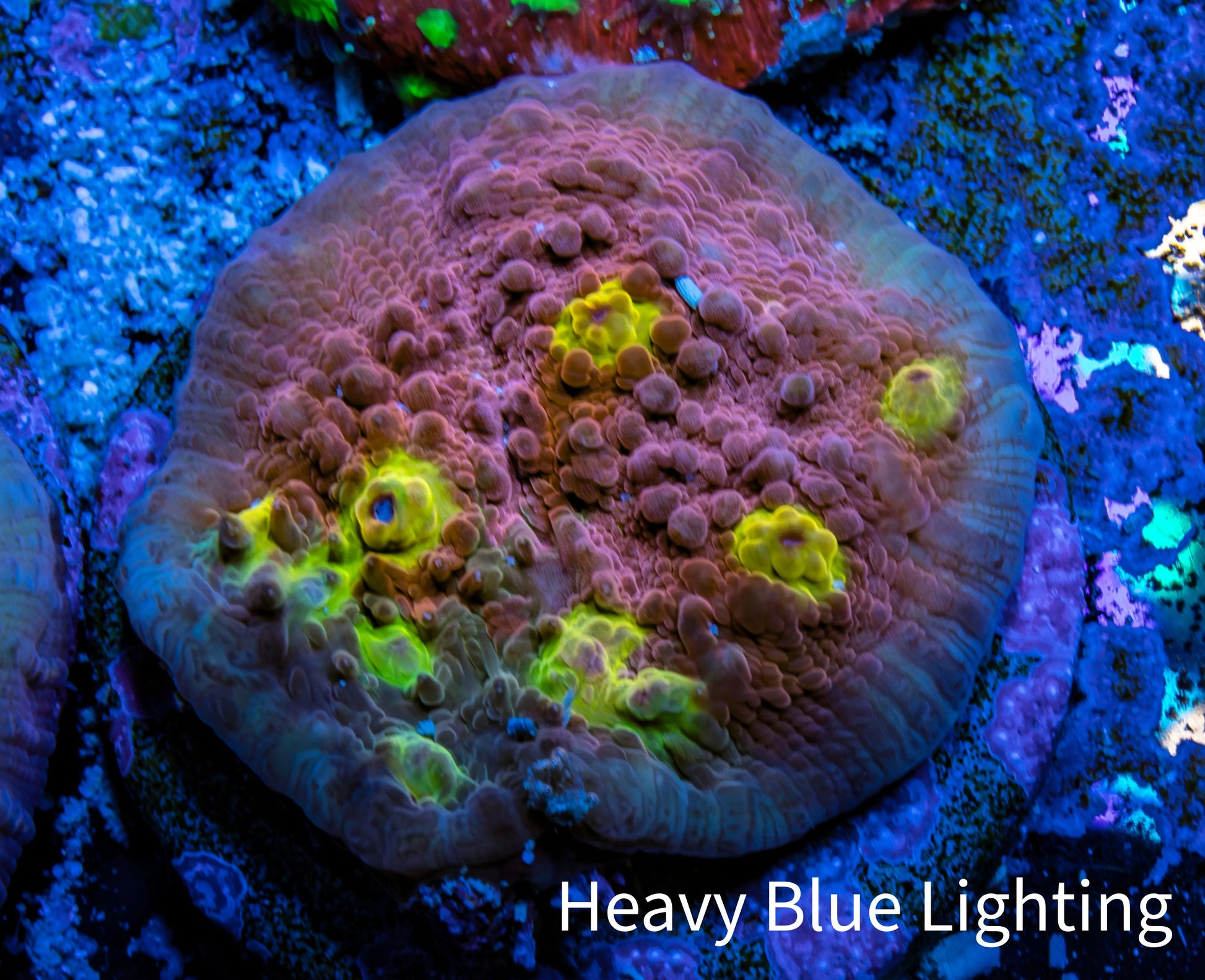 Ultra Chalice Coral-  Frag WYSIWYG Ultra Chalice Coral-  Frag WYSIWYG LPS Ultra Chalice Coral-  Frag WYSIWYG Zeo Box Reef
