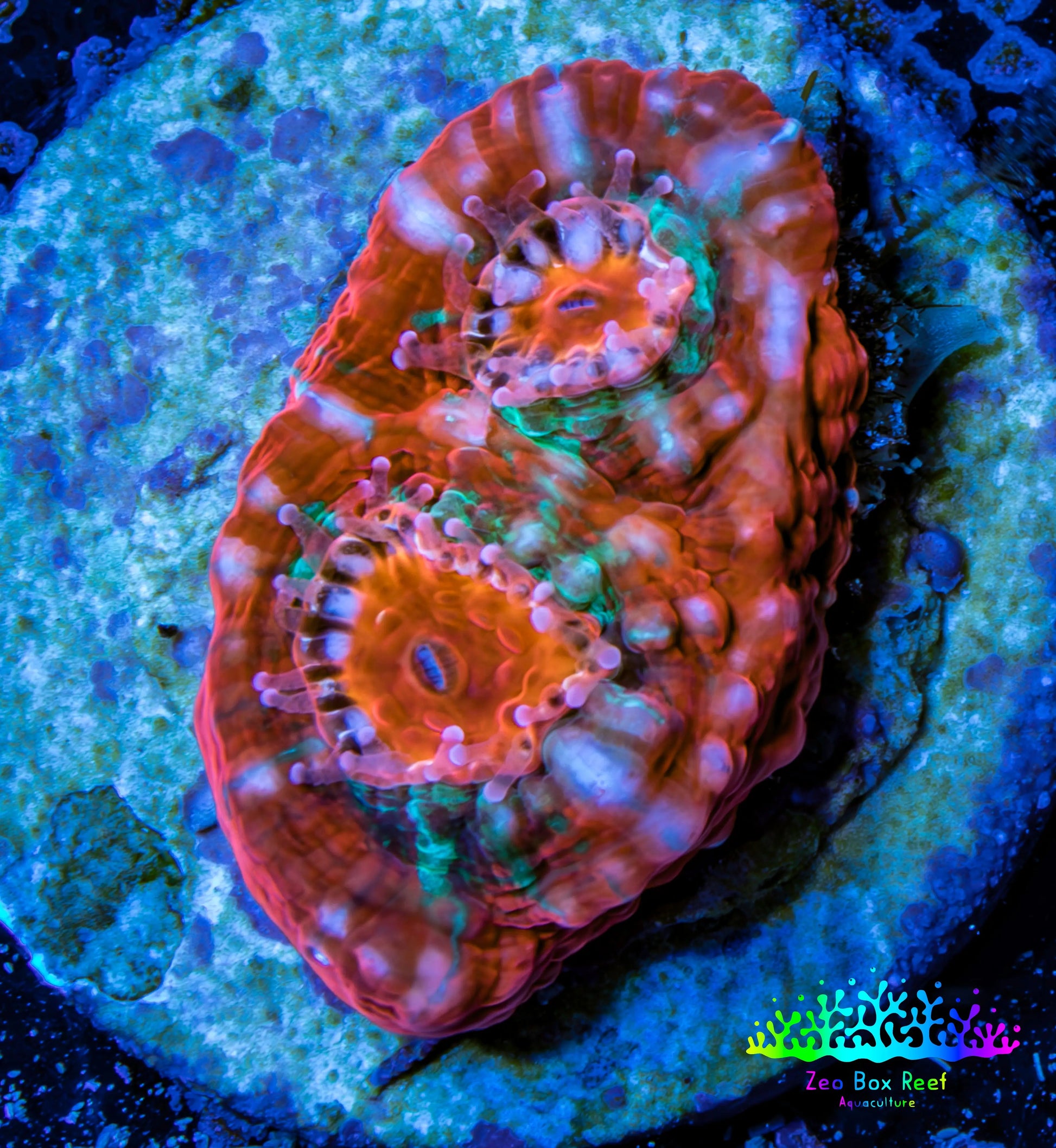 Ultra Chalice Coral-  Frag WYSIWYG Ultra Chalice Coral-  Frag WYSIWYG LPS Ultra Chalice Coral-  Frag WYSIWYG Zeo Box Reef