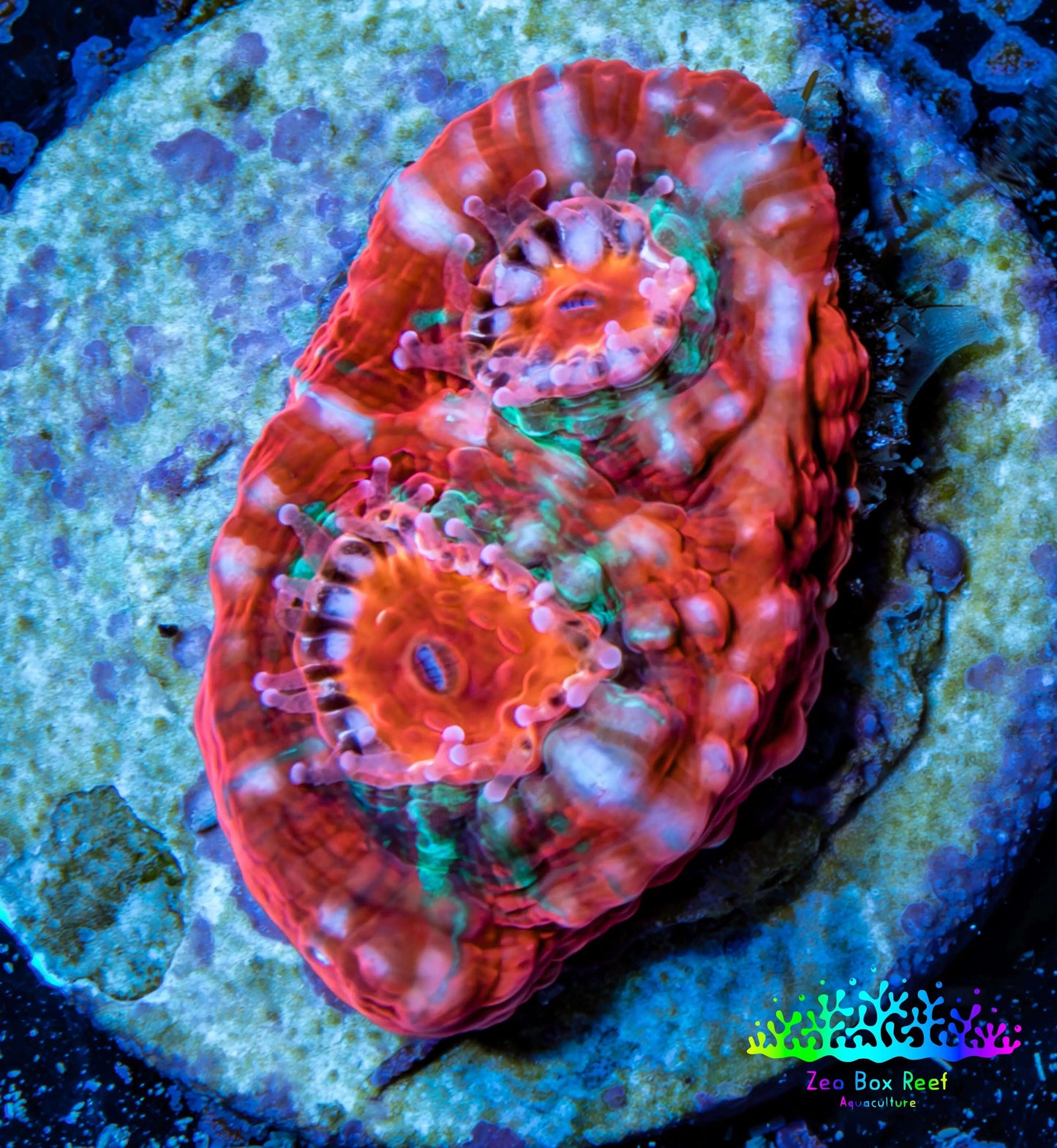 Ultra Chalice Coral- Frag WYSIWYG Ultra Chalice Coral- Frag WYSIWYG LPS Ultra Chalice Coral- Frag WYSIWYG Zeo Box Reef