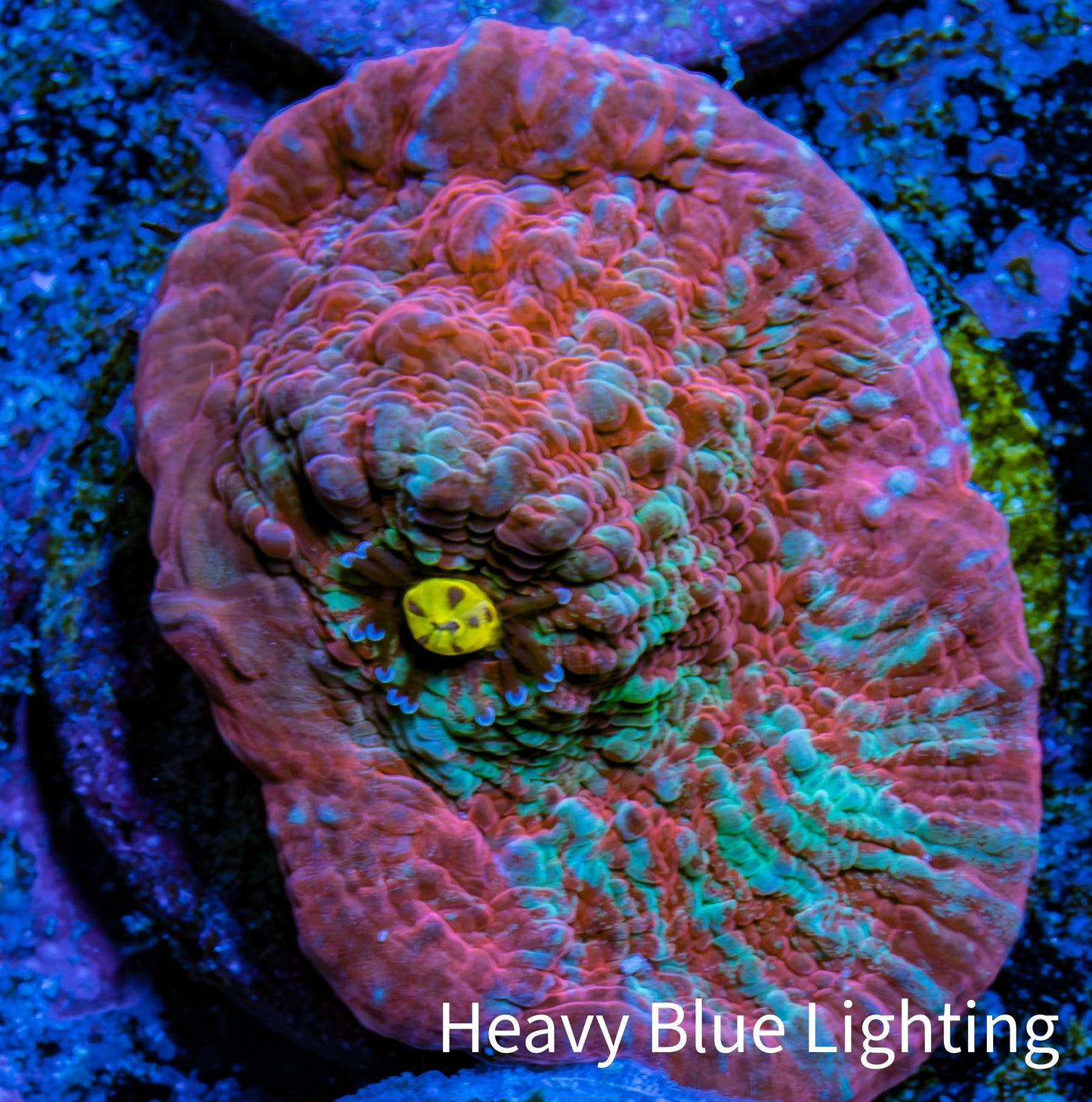 Ultra Chalice Coral- Frag WYSIWYG Ultra Chalice Coral- Frag WYSIWYG LPS Ultra Chalice Coral- Frag WYSIWYG Zeo Box Reef
