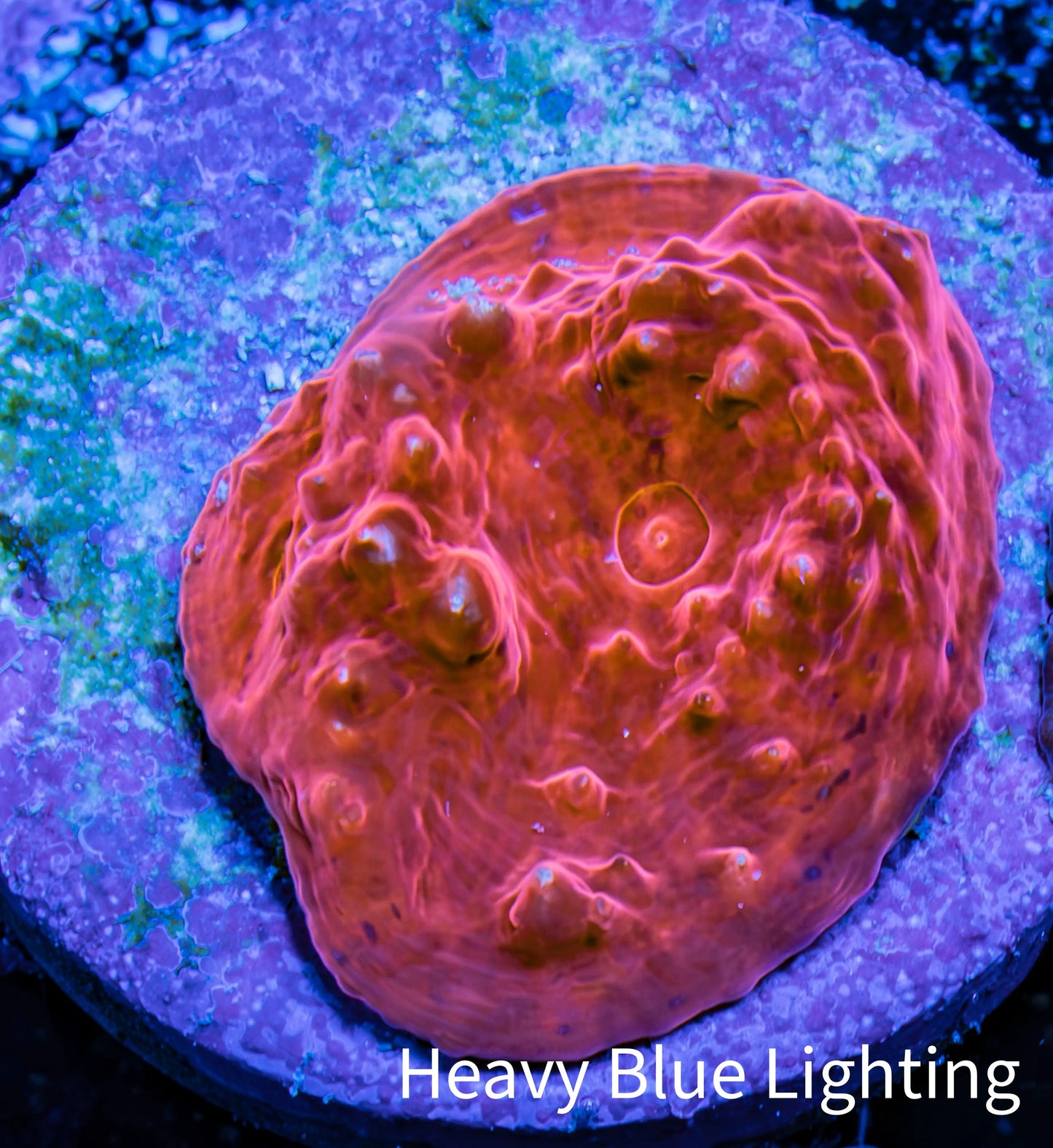 Ultra Chalice Coral- Frag WYSIWYG Ultra Chalice Coral- Frag WYSIWYG LPS Ultra Chalice Coral- Frag WYSIWYG Zeo Box Reef
