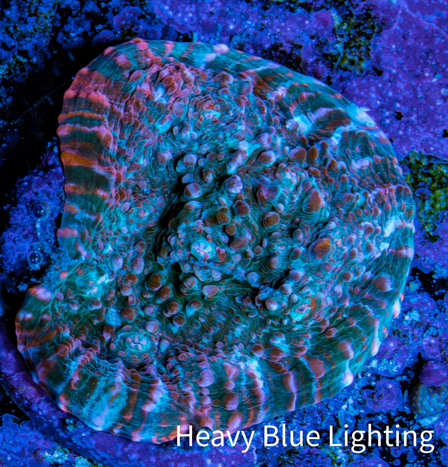 Ultra Chalice Coral- Frag WYSIWYG Ultra Chalice Coral- Frag WYSIWYG LPS Ultra Chalice Coral- Frag WYSIWYG Zeo Box Reef