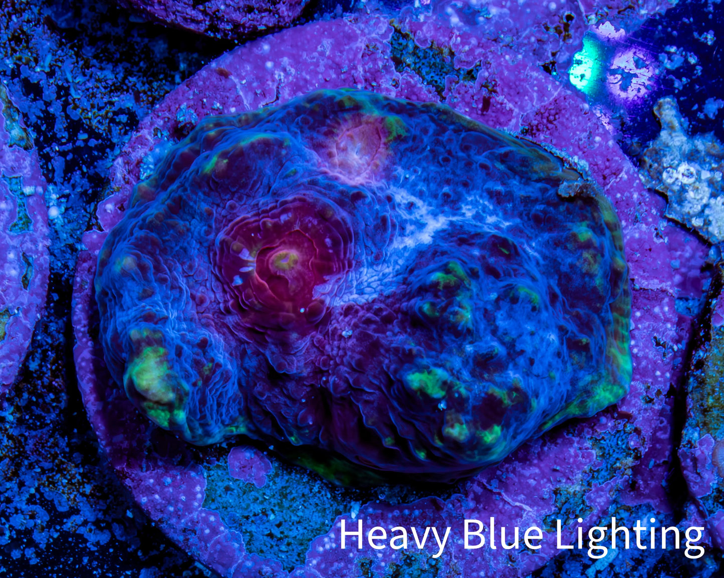 Ultra Chalice Coral- Frag WYSIWYG Ultra Chalice Coral- Frag WYSIWYG LPS Ultra Chalice Coral- Frag WYSIWYG Zeo Box Reef