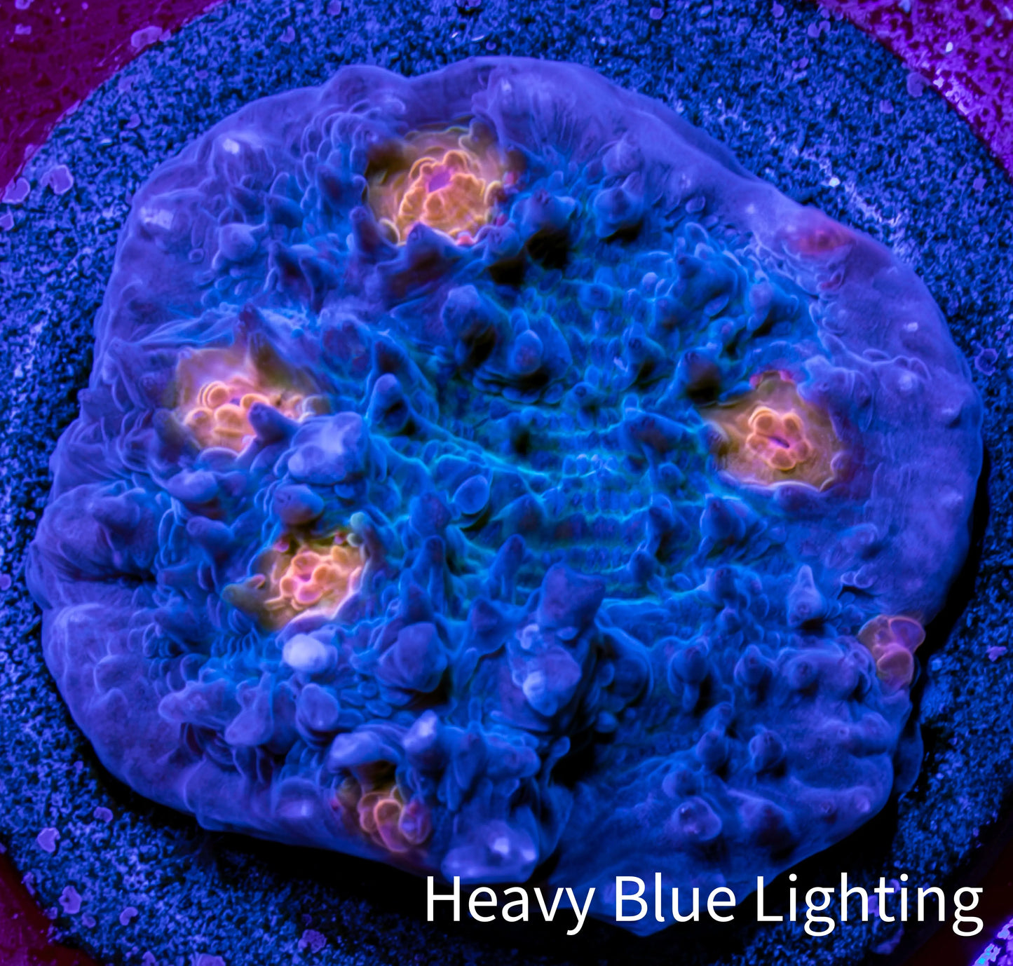 Ultra Chalice Coral Frag WYSIWYG Ultra Chalice Coral Frag WYSIWYG LPS Ultra Chalice Coral Frag WYSIWYG Zeo Box Reef
