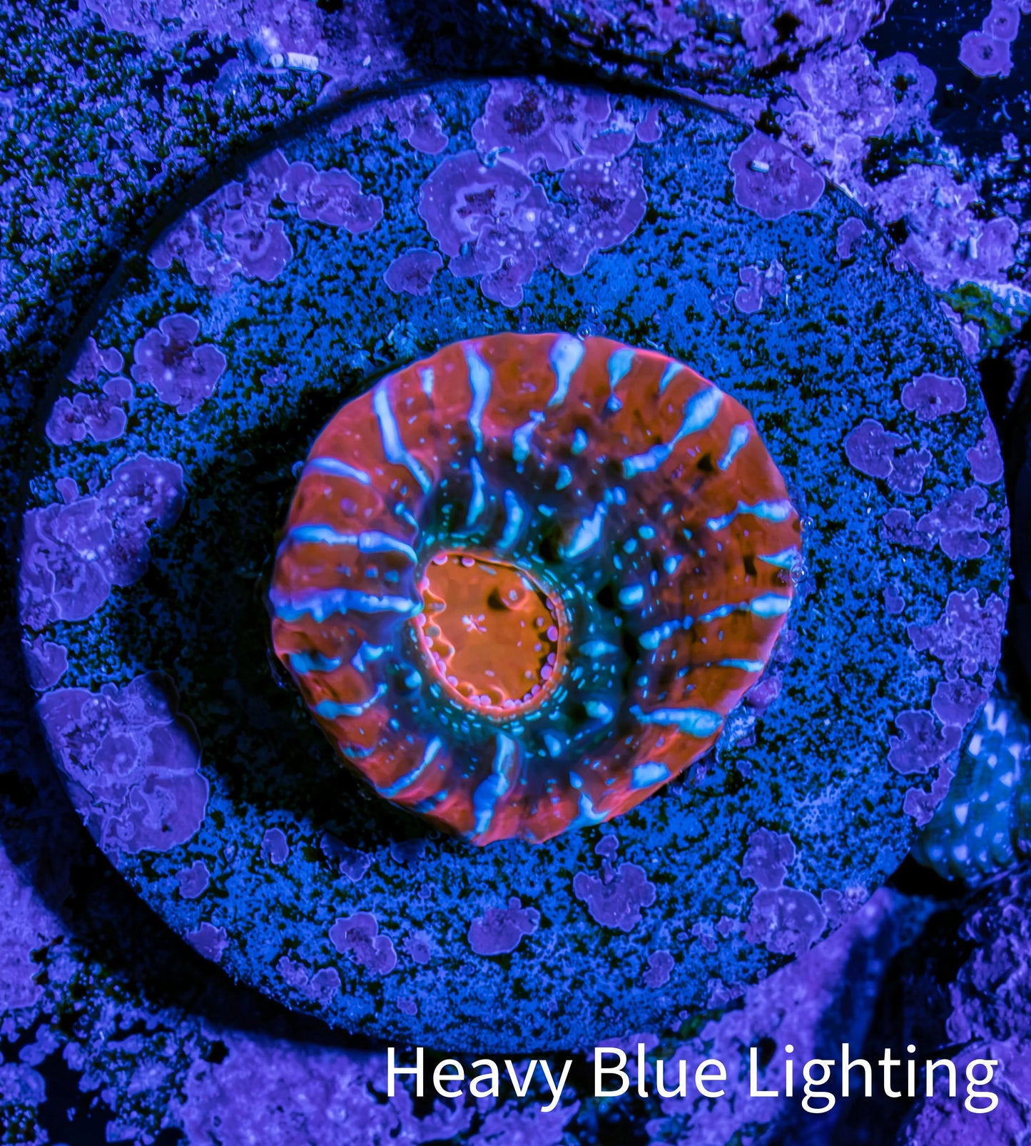 Ultra Chalice Coral Frag WYSIWYG Ultra Chalice Coral Frag WYSIWYG LPS Ultra Chalice Coral Frag WYSIWYG Zeo Box Reef
