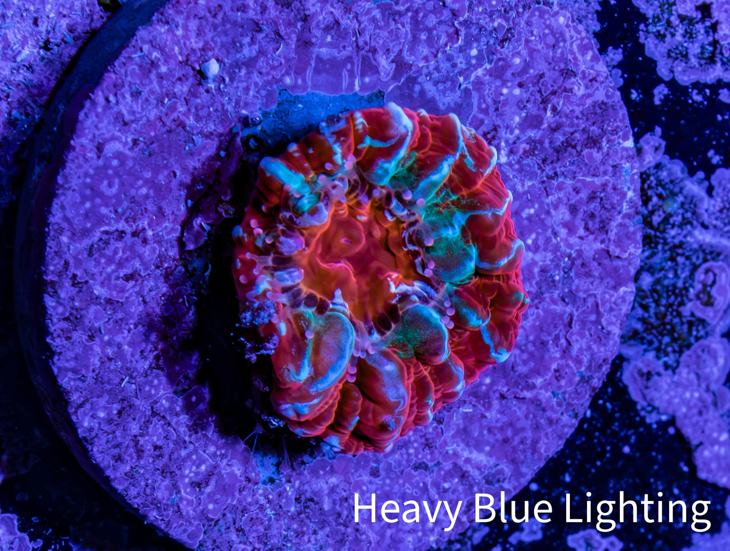 Ultra Chalice Coral Frag WYSIWYG Ultra Chalice Coral Frag WYSIWYG LPS Ultra Chalice Coral Frag WYSIWYG Zeo Box Reef