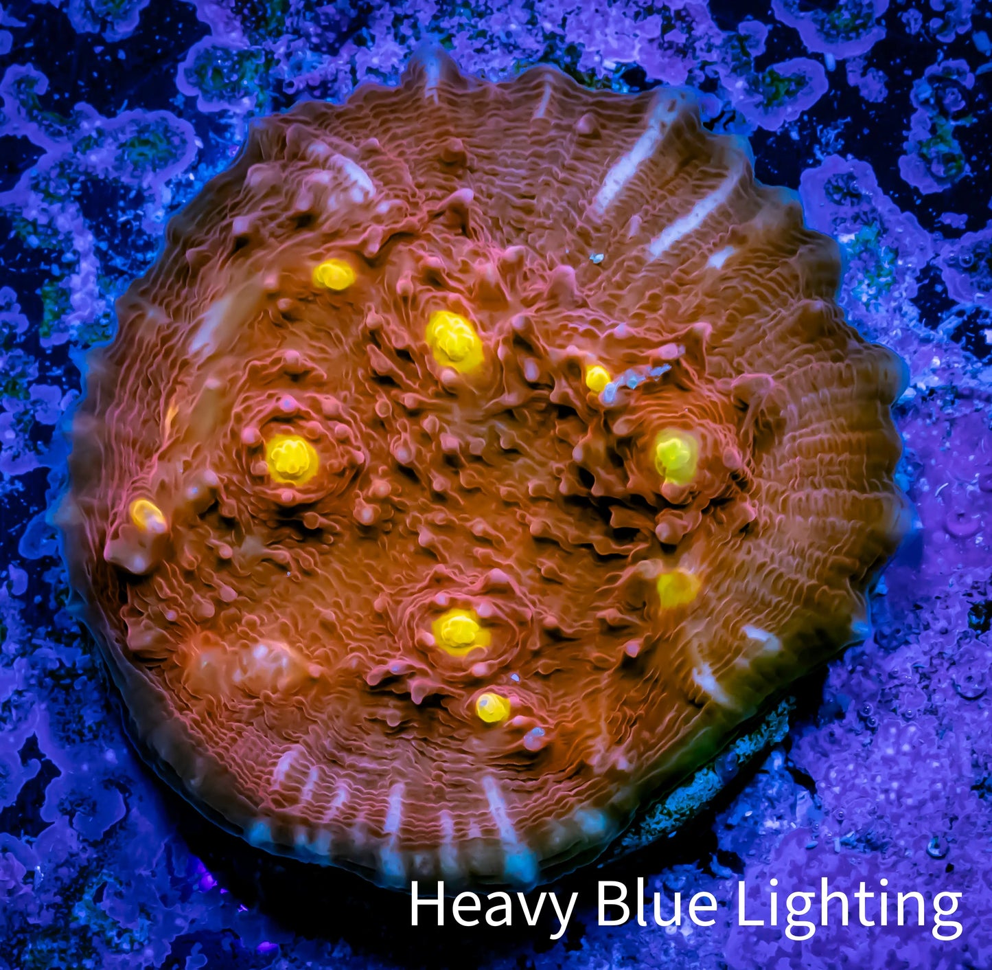 Ultra Chalice Coral- Golden Eye Chalice Frag WYSIWYG B1R5B1 Ultra Chalice Coral- Golden Eye Chalice Frag WYSIWYG B1R5B1 LPS Ultra Chalice Coral- Golden Eye Chalice Frag WYSIWYG B1R5B1 Zeo Box Reef