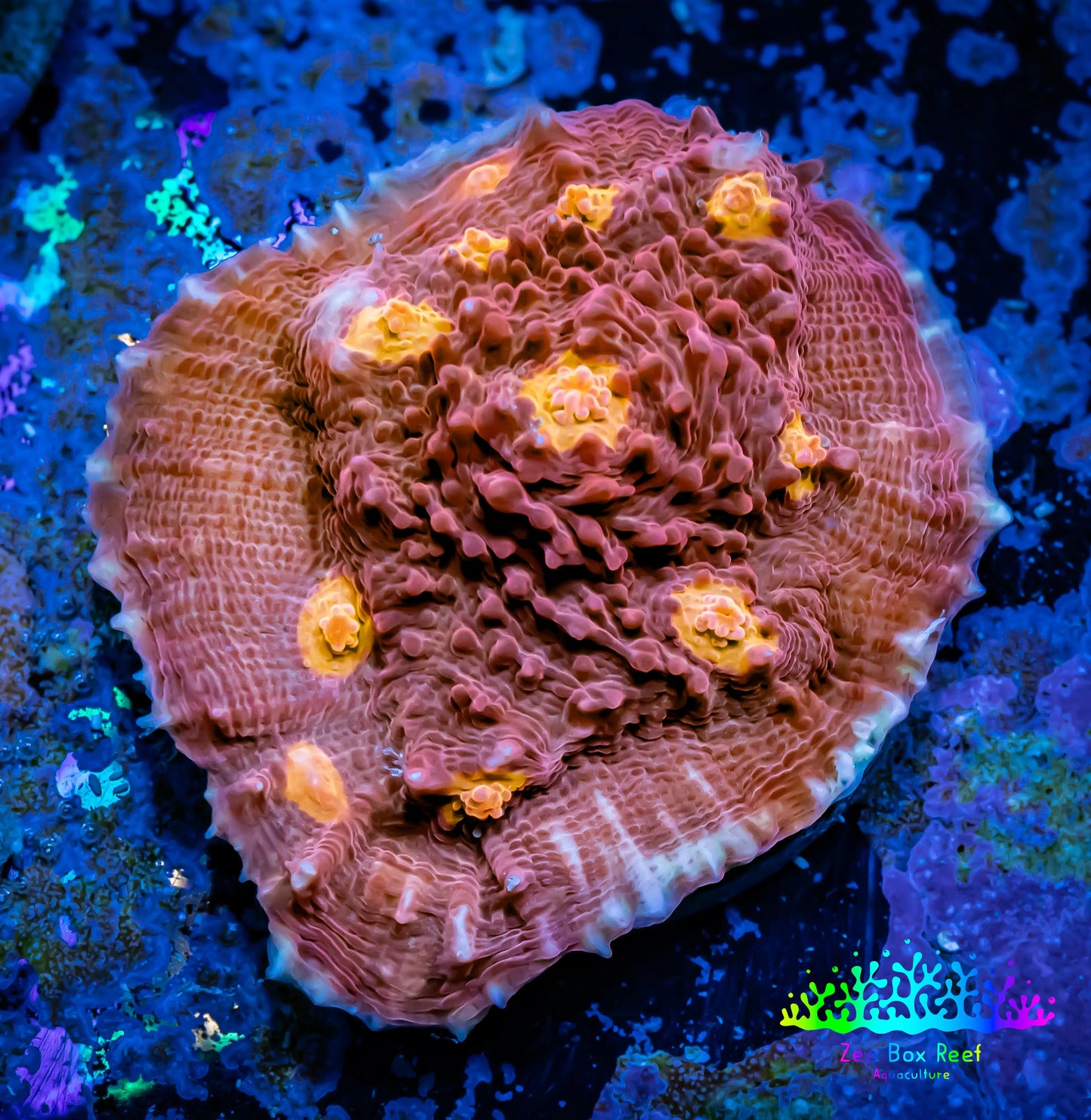 Ultra Chalice Coral- Golden Eye Chalice Frag WYSIWYG B2R4B1 Ultra Chalice Coral- Golden Eye Chalice Frag WYSIWYG B2R4B1 LPS Ultra Chalice Coral- Golden Eye Chalice Frag WYSIWYG B2R4B1 Zeo Box Reef