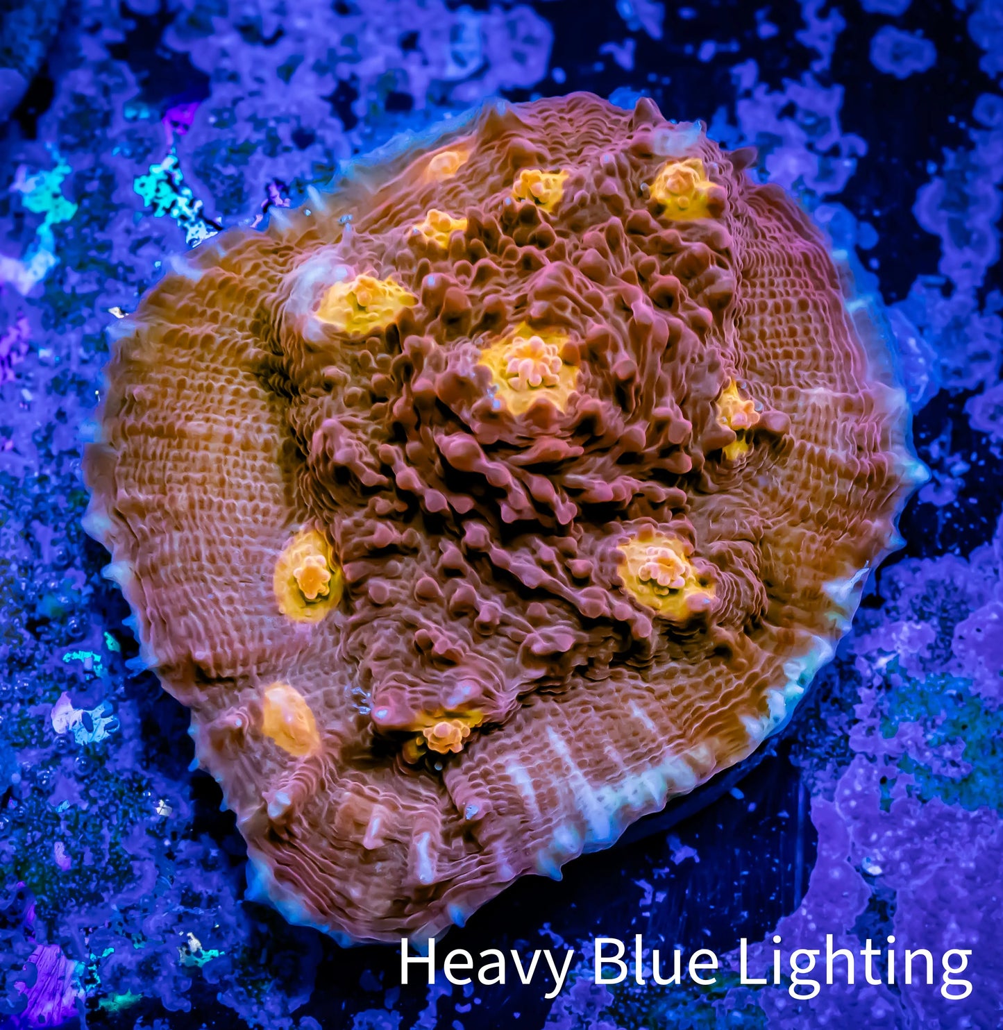 Ultra Chalice Coral- Golden Eye Chalice Frag WYSIWYG B2R4B1 Ultra Chalice Coral- Golden Eye Chalice Frag WYSIWYG B2R4B1 LPS Ultra Chalice Coral- Golden Eye Chalice Frag WYSIWYG B2R4B1 Zeo Box Reef