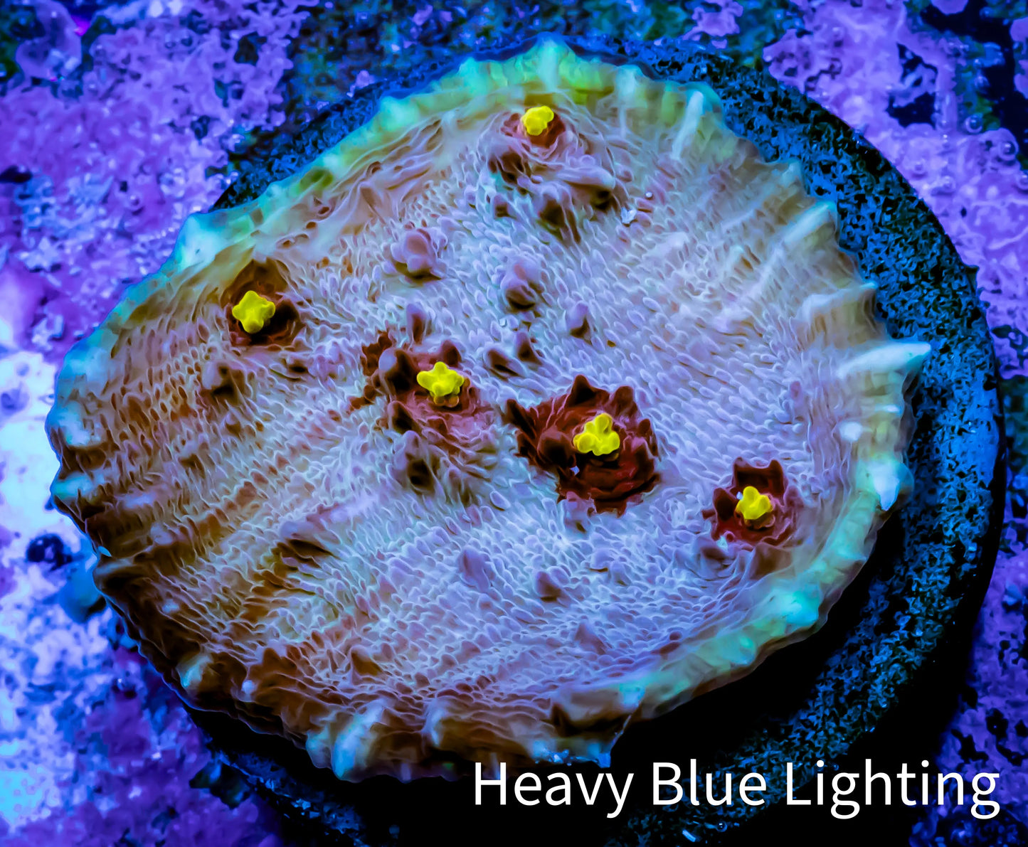 Ultra Chalice Coral- Miami Hurricane š Chalice Frag WYSIWYG B3R5B1 Ultra Chalice Coral- Miami Hurricane š Chalice Frag WYSIWYG B3R5B1 LPS Ultra Chalice Coral- Miami Hurricane š Chalice Frag WYSIWYG B3R5B1 Zeo Box Reef