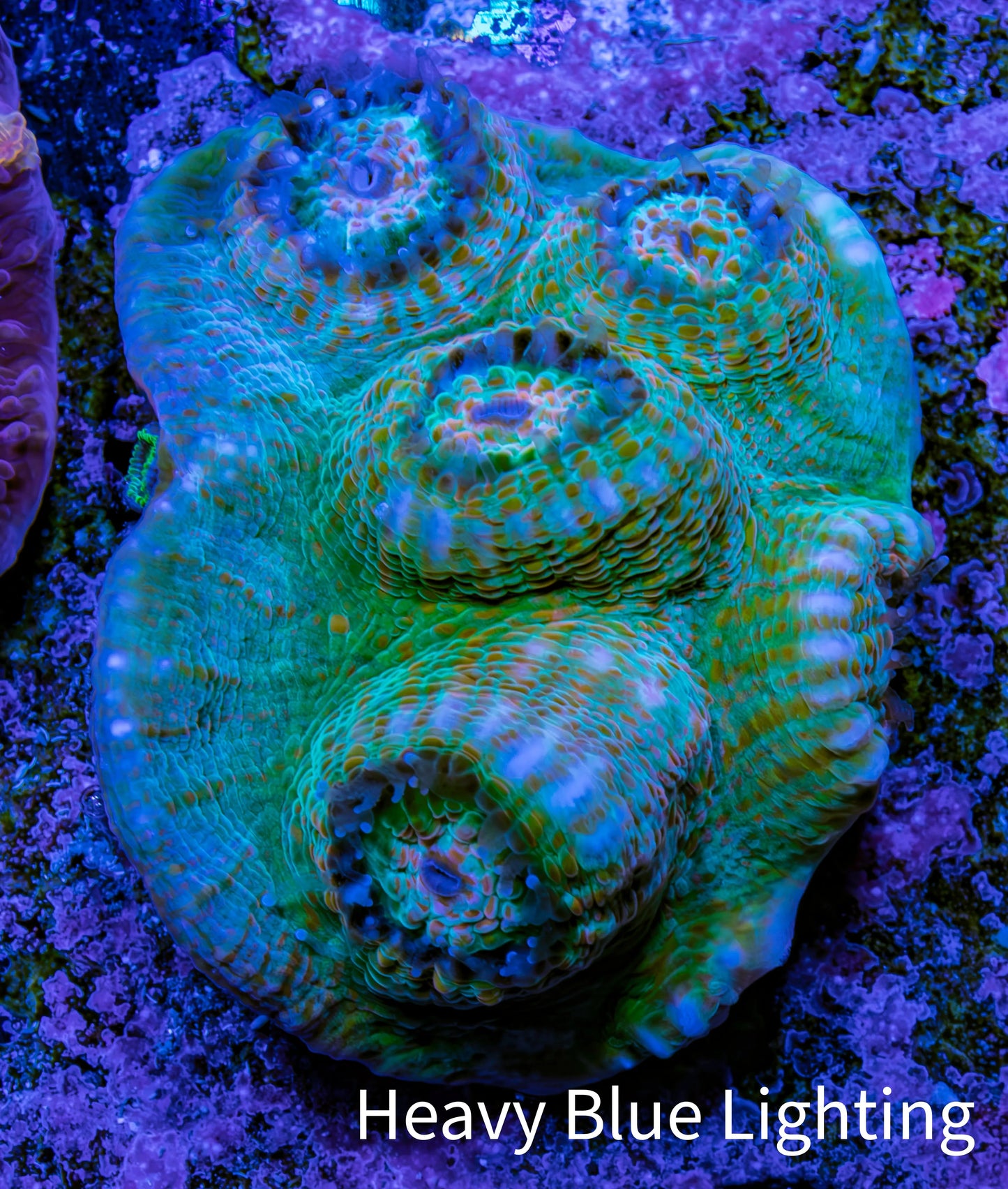 Ultra Chalice Coral WYSIWYG 3cm Ultra Chalice Coral WYSIWYG 3cm LPS Ultra Chalice Coral WYSIWYG 3cm Zeo Box Reef