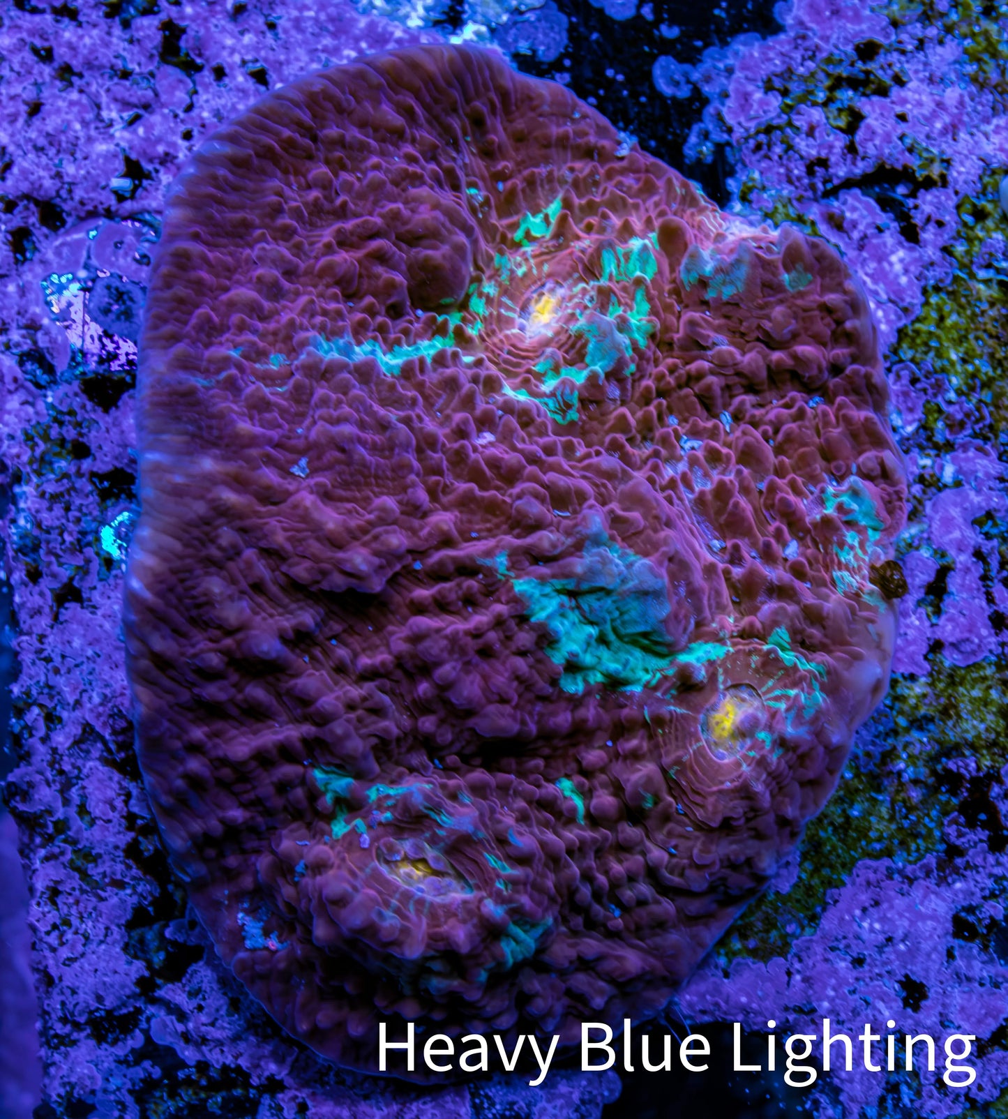 Ultra Chalice Coral WYSIWYG 4cm Ultra Chalice Coral WYSIWYG 4cm LPS Ultra Chalice Coral WYSIWYG 4cm Zeo Box Reef