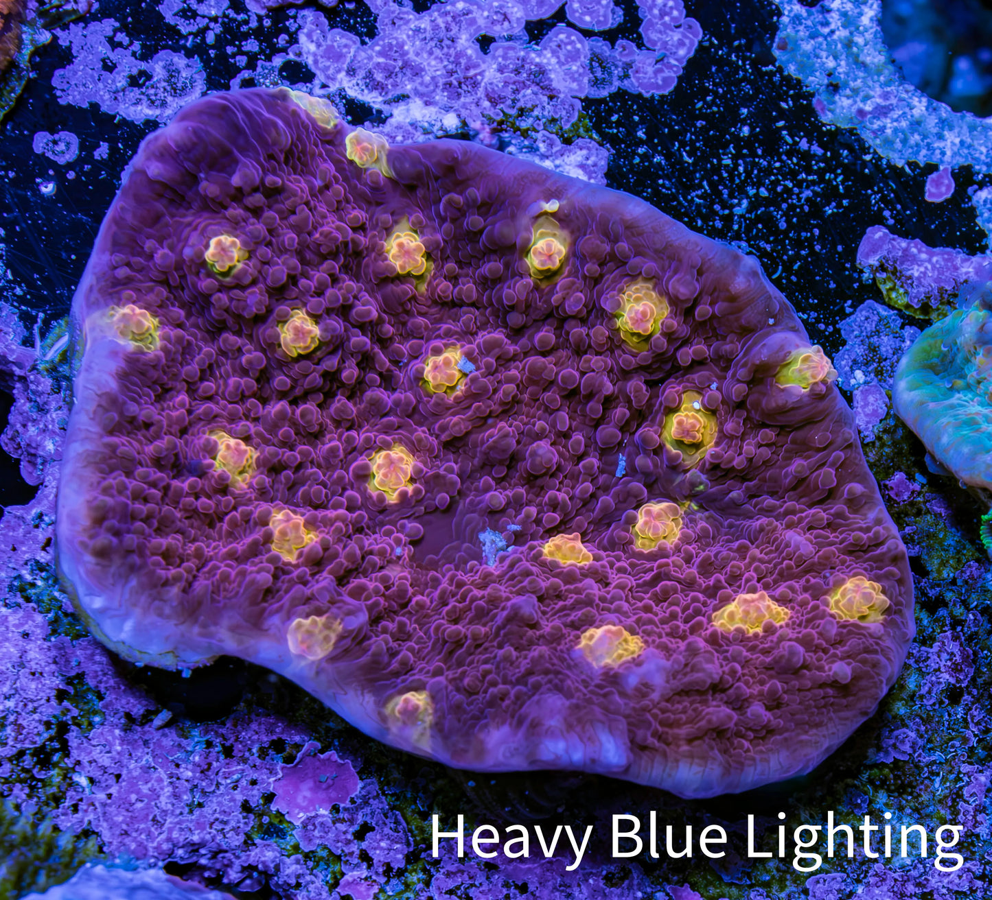 Ultra Chalice Coral WYSIWYG 4cm Ultra Chalice Coral WYSIWYG 4cm LPS Ultra Chalice Coral WYSIWYG 4cm Zeo Box Reef
