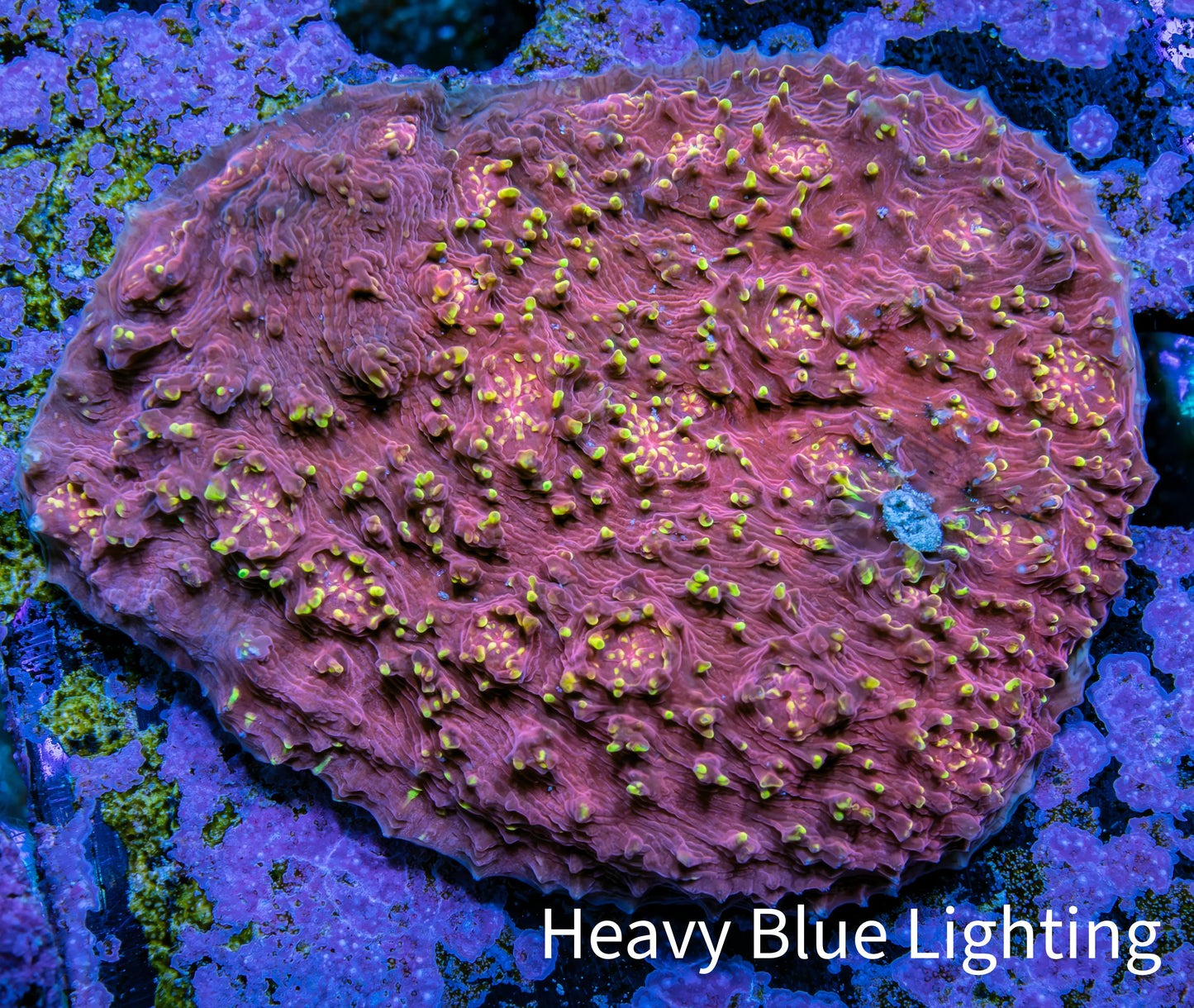 Ultra Chalice Coral WYSIWYG 6cm Ultra Chalice Coral WYSIWYG 6cm LPS Ultra Chalice Coral WYSIWYG 6cm Zeo Box Reef