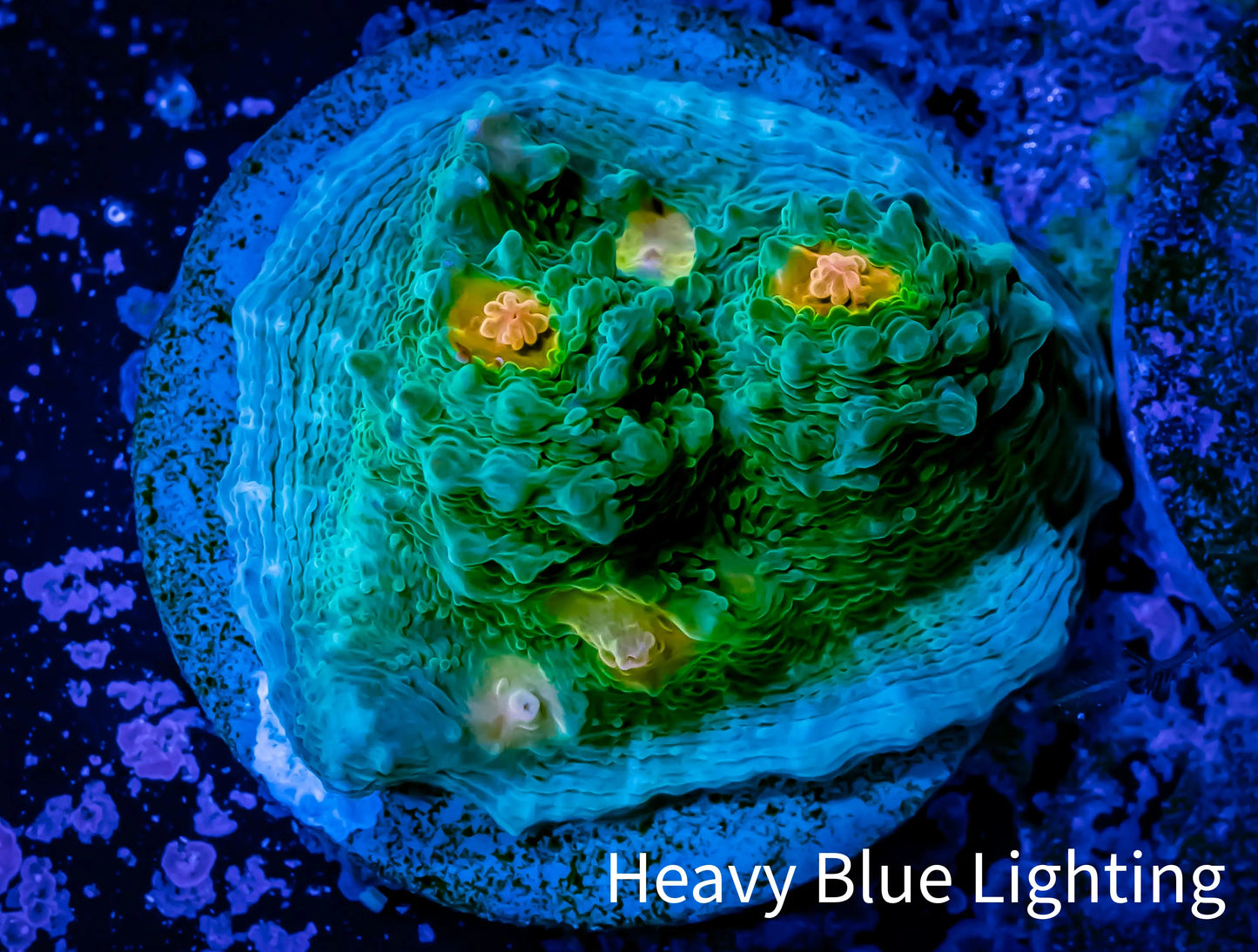 Ultra Chalice Coral- 🌴Miami Hurricane 🌀 Chalice Frag WYSIWYG C4R4B1 Ultra Chalice Coral- 🌴Miami Hurricane 🌀 Chalice Frag WYSIWYG C4R4B1 LPS Ultra Chalice Coral- 🌴Miami Hurricane 🌀 Chalice Frag WYSIWYG C4R4B1 Zeo Box Reef