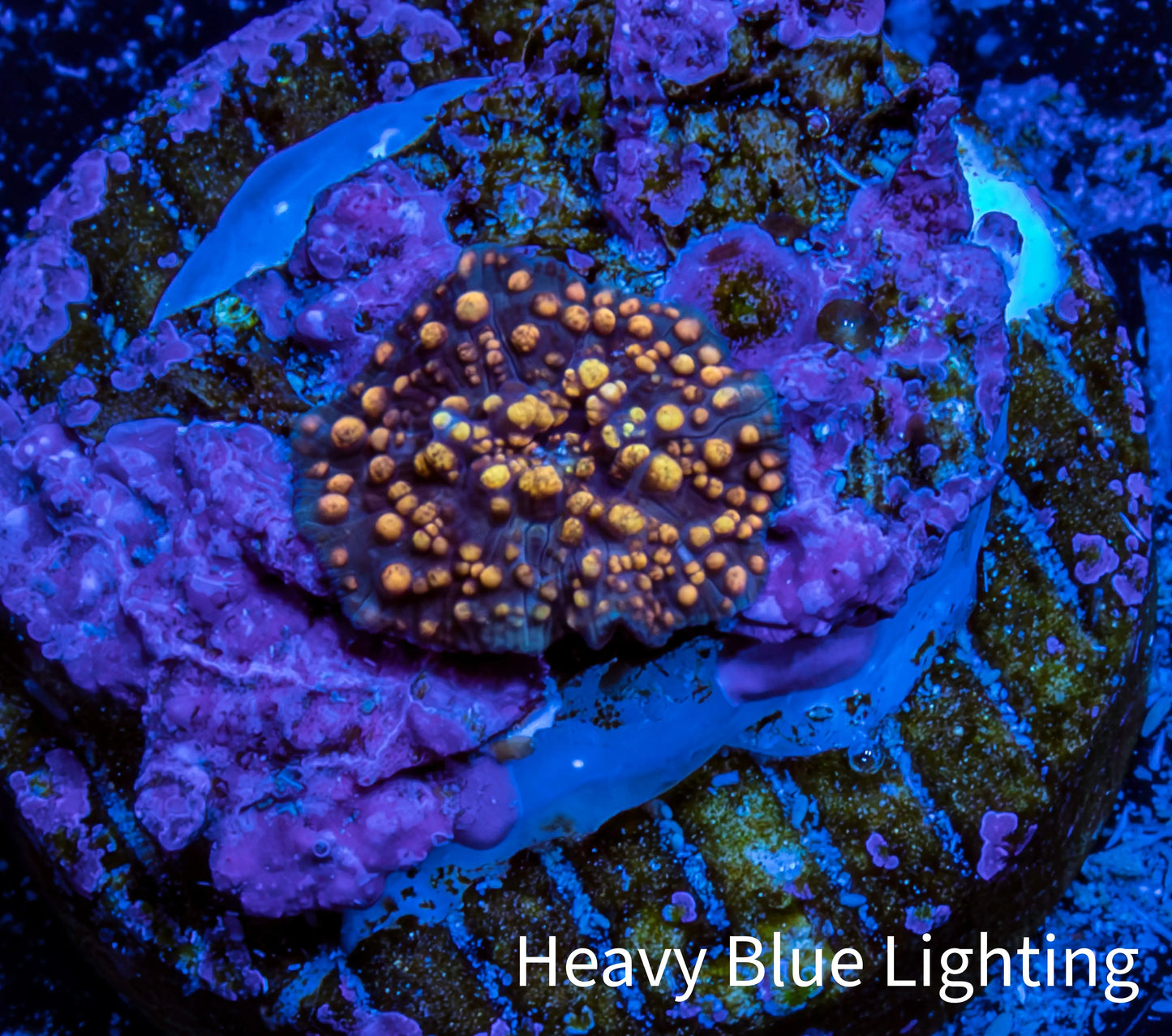 Ultra Corellamorph - Interstella Morph Coral WYSIWYG 0.5cm A1R1B2 Ultra Corellamorph - Interstella Morph Coral WYSIWYG 0.5cm A1R1B2 Animals & Pet Supplies Ultra Corellamorph - Interstella Morph Coral WYSIWYG 0.5cm A1R1B2 Zeo Box Reef