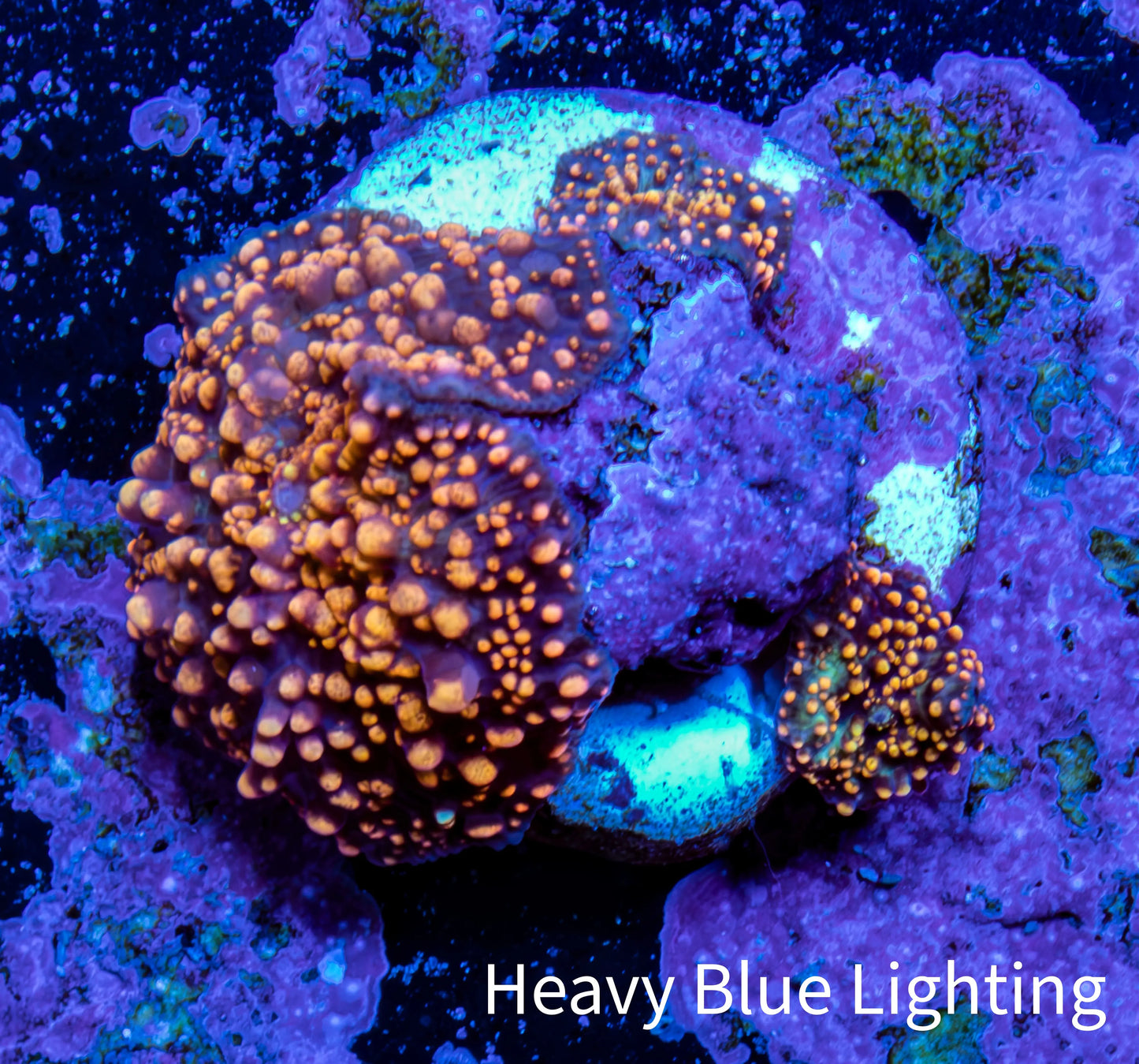 Ultra Corellamorph - Interstella Morph Coral WYSIWYG 2cm D5R1B2 Ultra Corellamorph - Interstella Morph Coral WYSIWYG 2cm D5R1B2 Animals & Pet Supplies Ultra Corellamorph - Interstella Morph Coral WYSIWYG 2cm D5R1B2 Zeo Box Reef