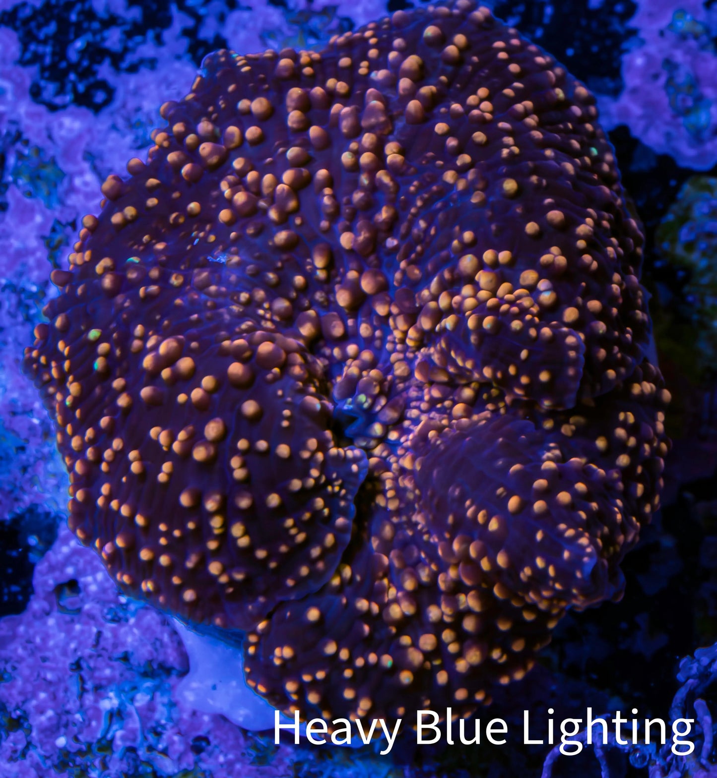 Ultra Corellamorph - Interstella Morph Coral WYSIWYG 2cm Ultra Corellamorph - Interstella Morph Coral WYSIWYG 2cm Animals & Pet Supplies Ultra Corellamorph - Interstella Morph Coral WYSIWYG 2cm Zeo Box Reef