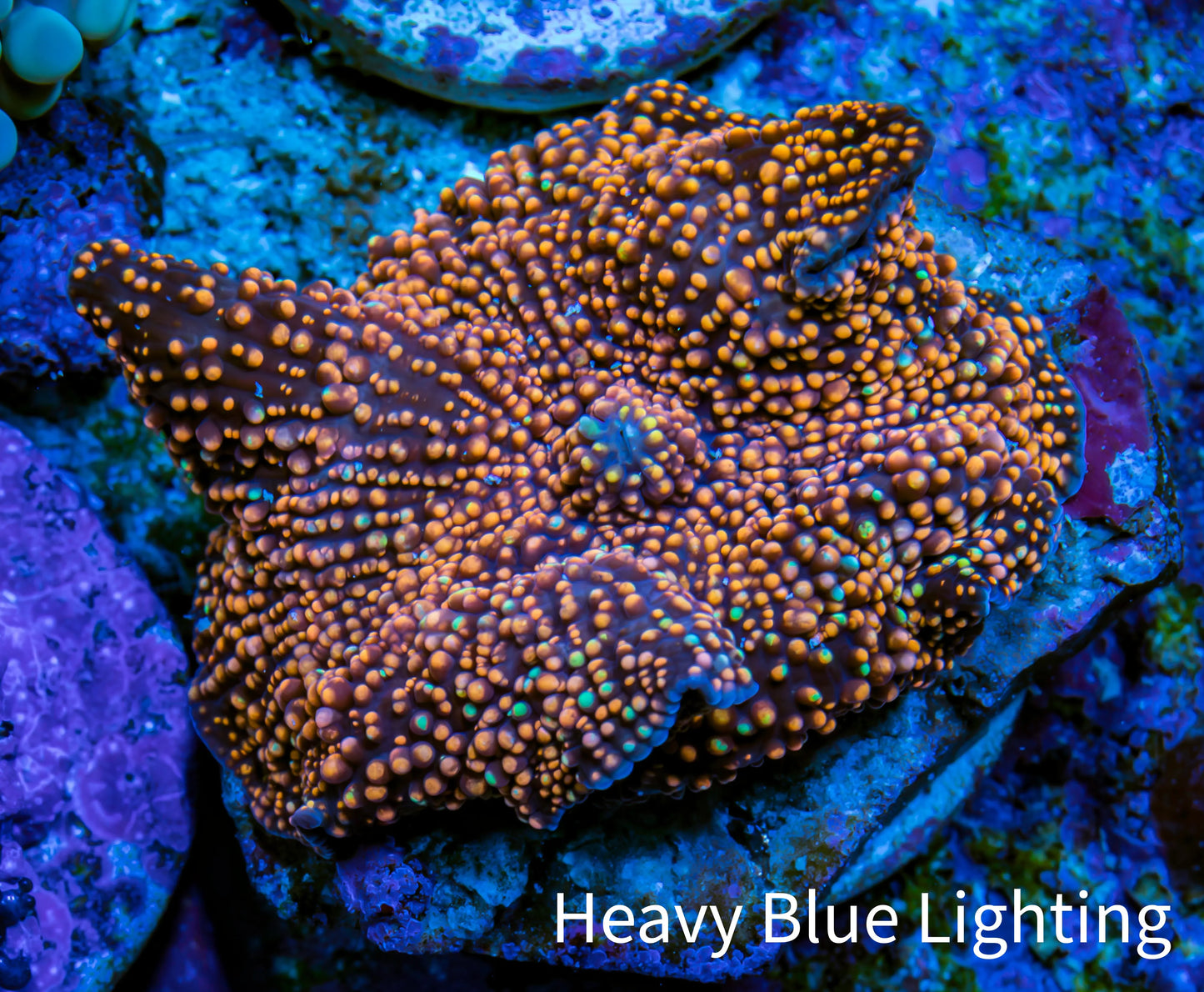 Ultra Corellamorph - Interstella Morph Coral WYSIWYG 2cm Ultra Corellamorph - Interstella Morph Coral WYSIWYG 2cm Animals & Pet Supplies Ultra Corellamorph - Interstella Morph Coral WYSIWYG 2cm Zeo Box Reef