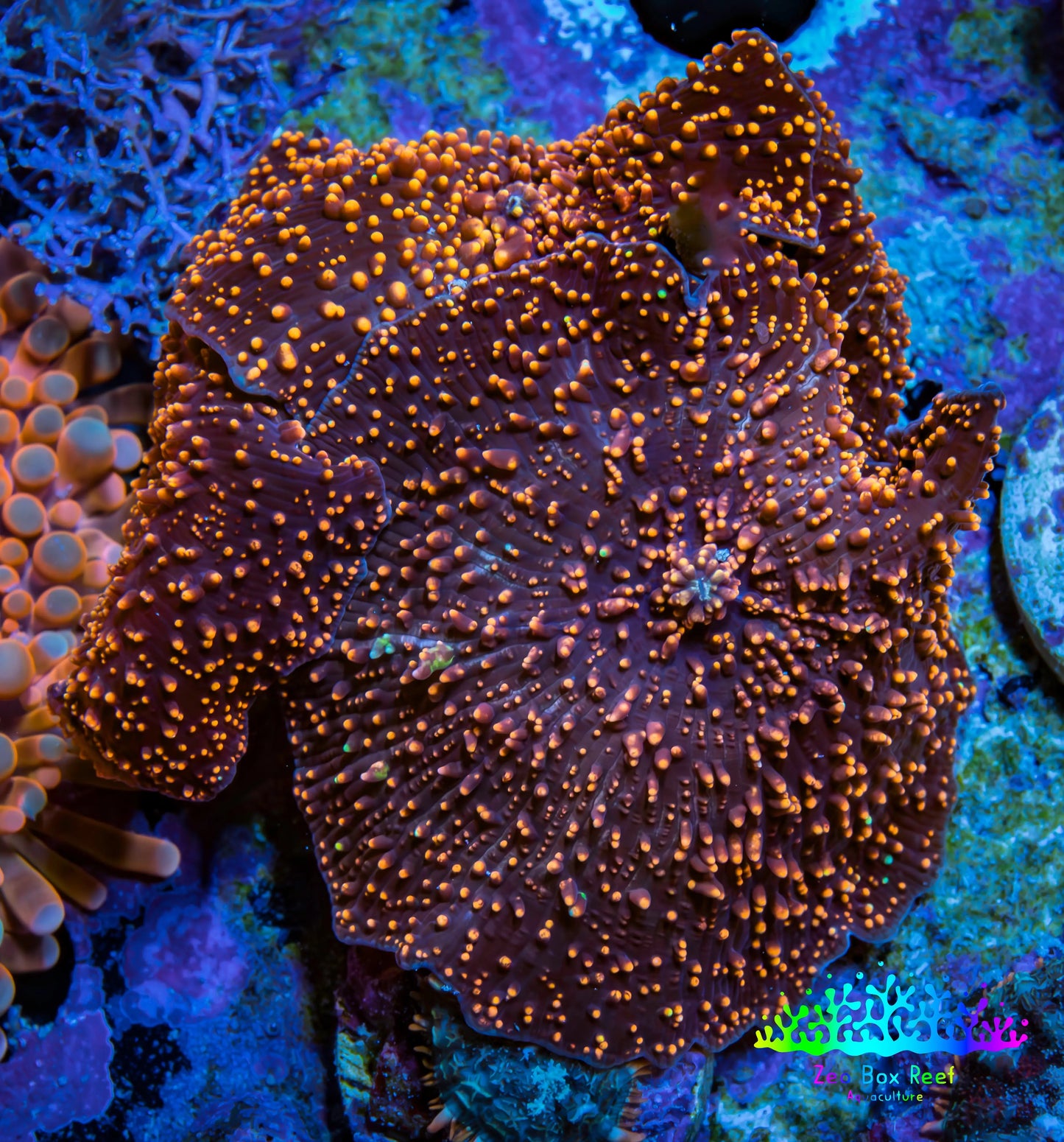 Ultra Corellamorph - Interstella Morph Coral WYSIWYG 4cm Ultra Corellamorph - Interstella Morph Coral WYSIWYG 4cm Animals & Pet Supplies Ultra Corellamorph - Interstella Morph Coral WYSIWYG 4cm Zeo Box Reef