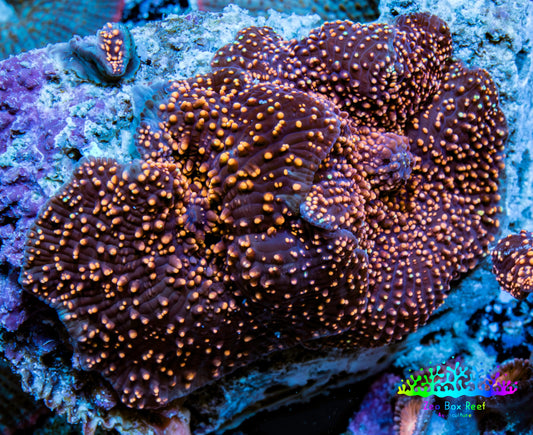 Ultra Corellamorph - Interstella Morph Coral WYSIWYG 4cm (Copy) Ultra Corellamorph - Interstella Morph Coral WYSIWYG 4cm (Copy) Animals & Pet Supplies Ultra Corellamorph - Interstella Morph Coral WYSIWYG 4cm (Copy) Zeo Box Reef